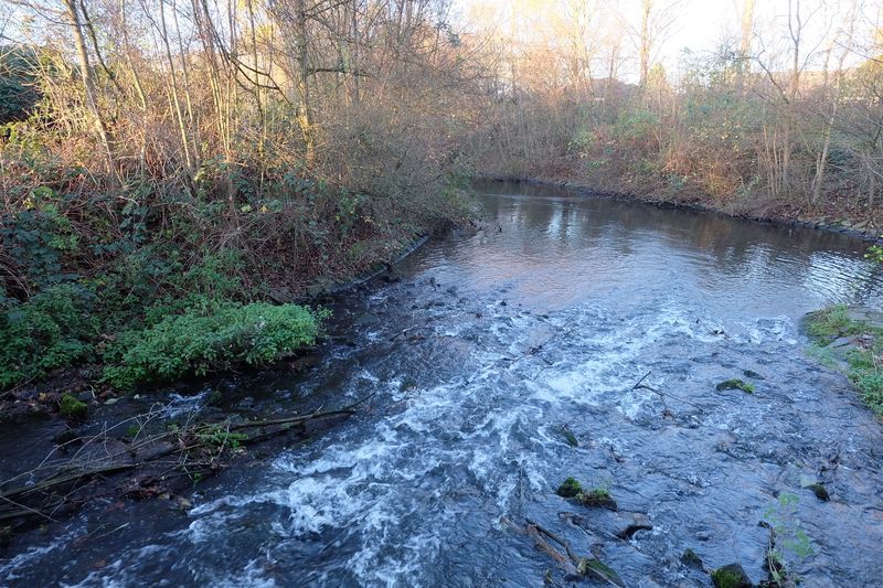 Fossaschnelle
