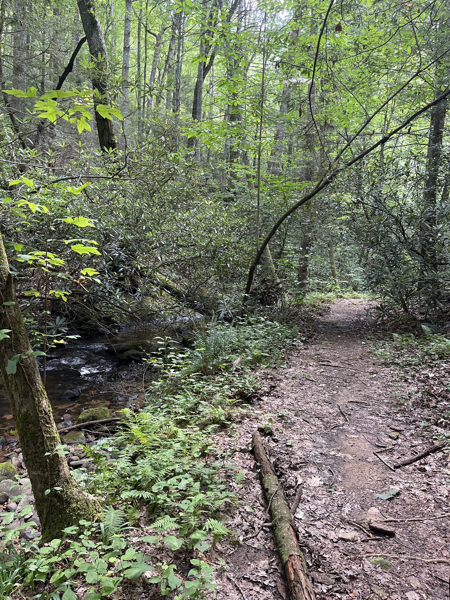 A dirt path winds through a dense green forest next to a flowing stream. - Tobacco Pouch and Fall Creek Loop