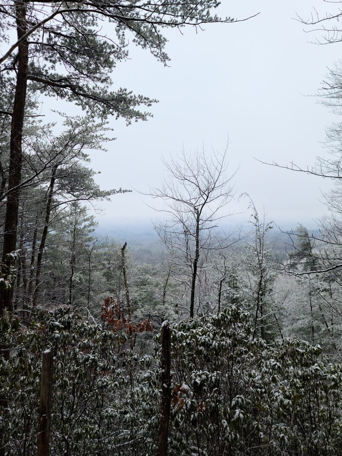 Snowy forest landscape with bare trees, distant hazy mountains, under an overcast sky. - Chestnut Top Trail