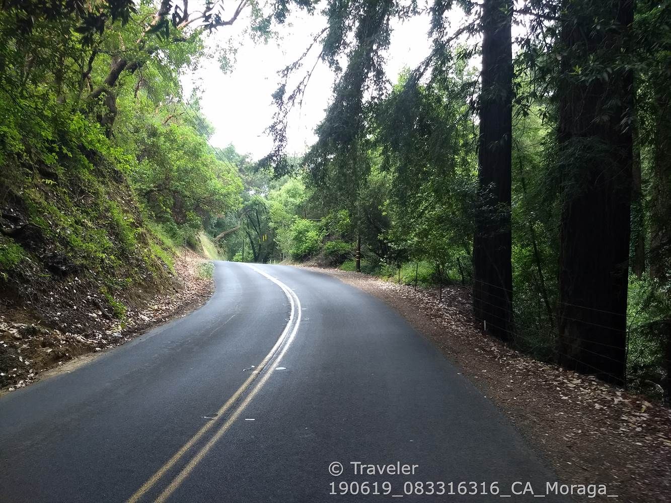 A winding road through a dense, dark forest with dappled sunlight. - Redwood Trail