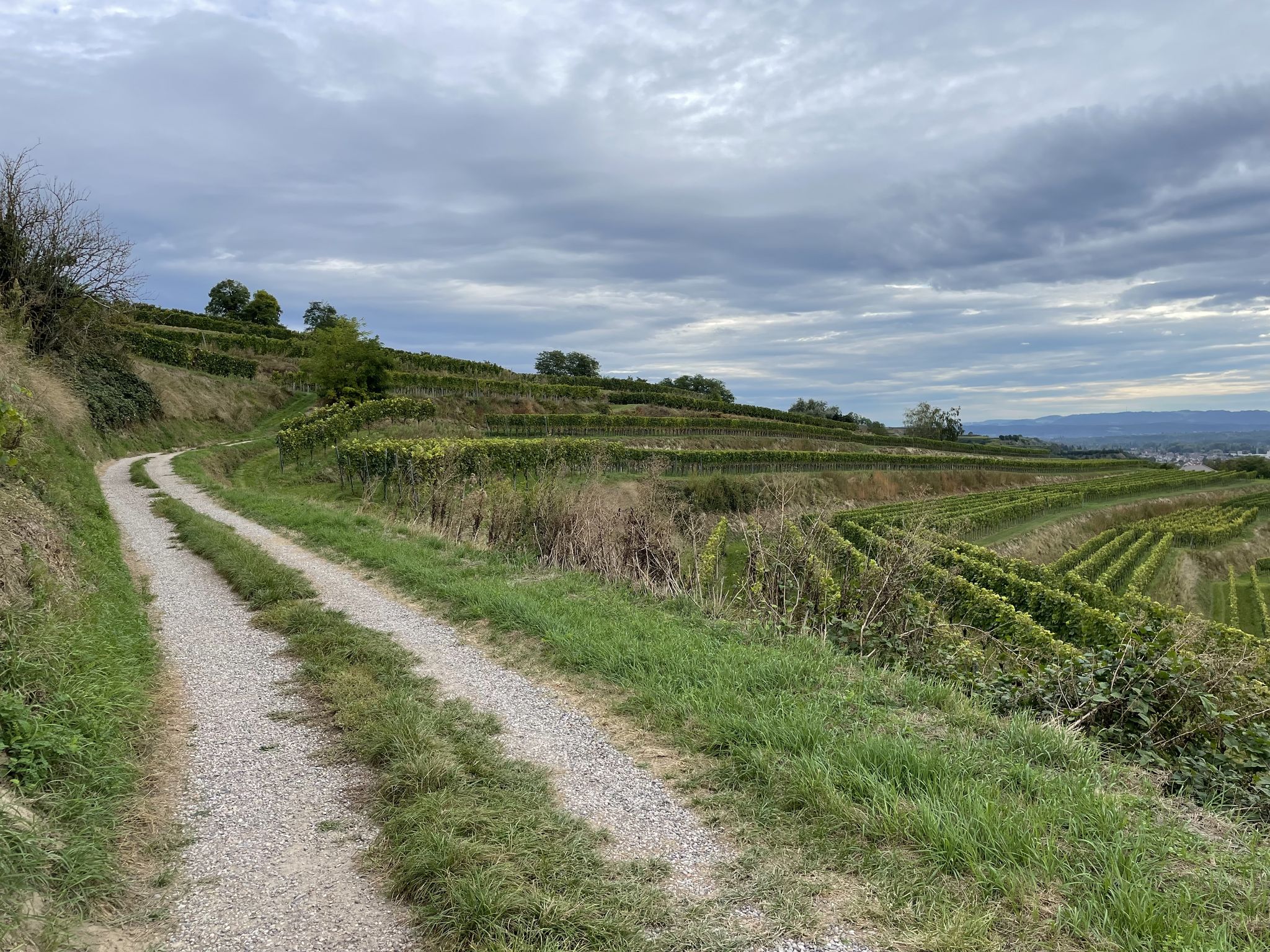 Weinberge bei Wasenweiler