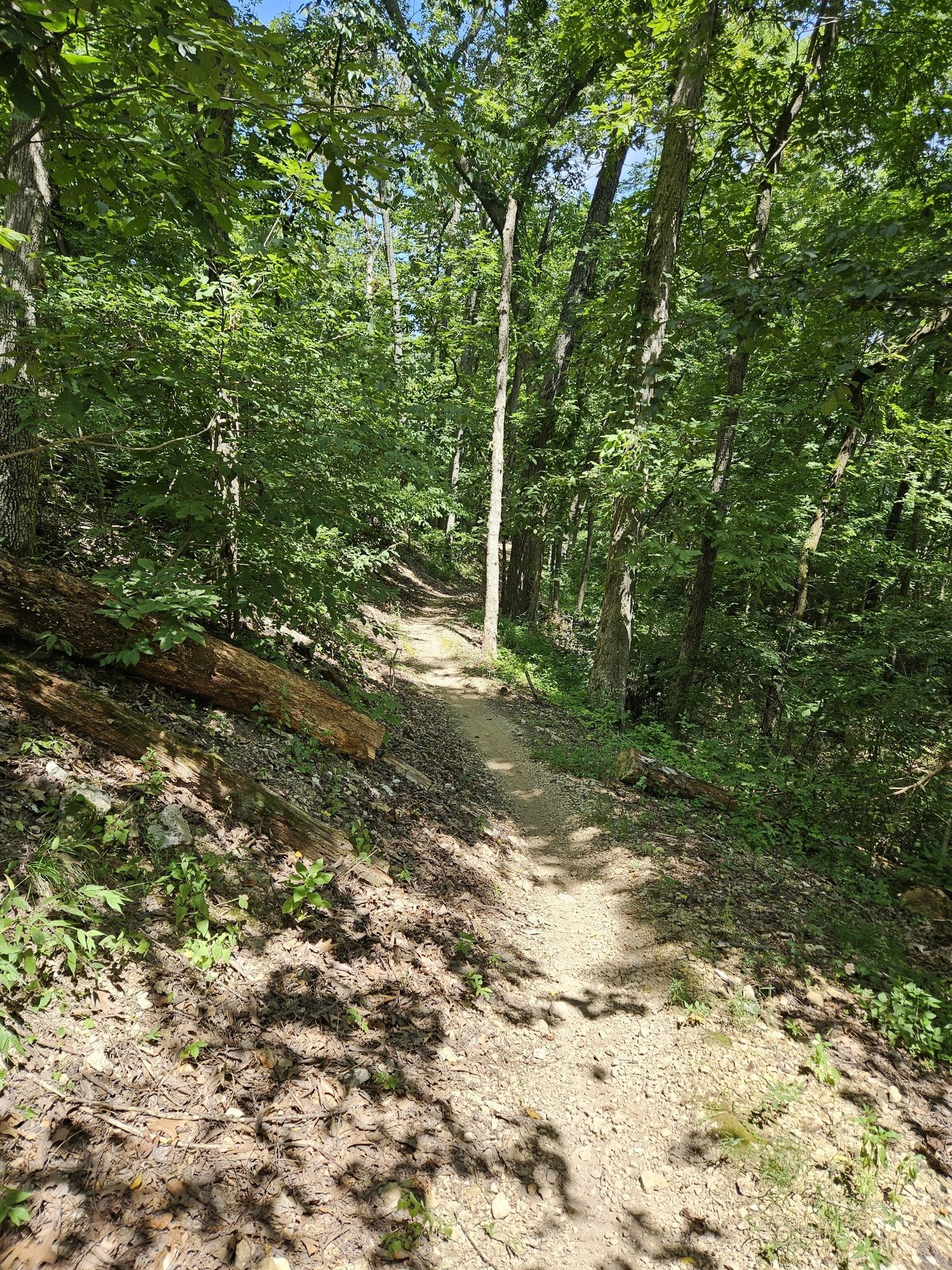 A sun-dappled dirt trail winding through a dense green forest. - Down Under Trail – The Castle Drop in loop from Bella Vista