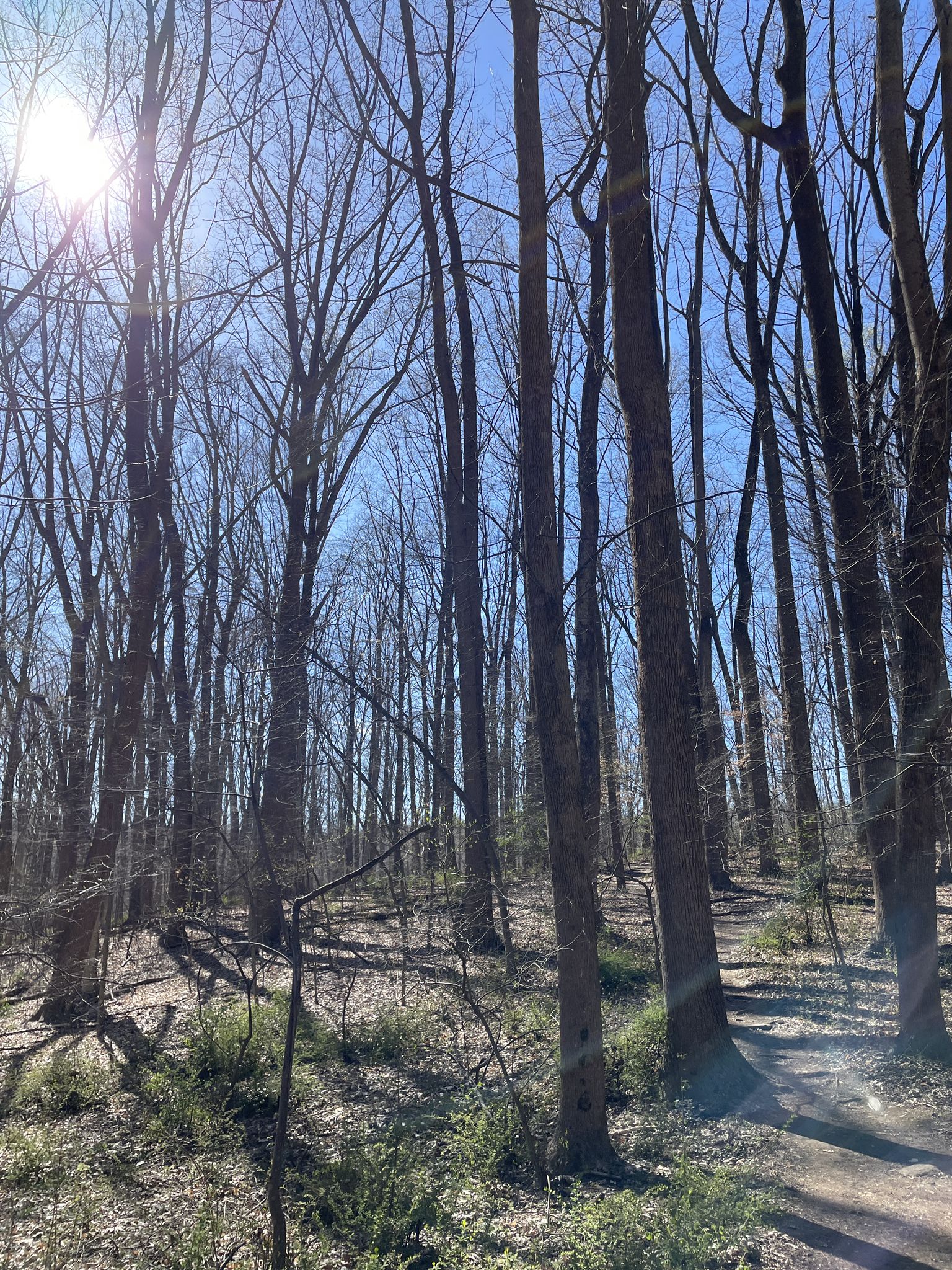 Sunny forest with tall bare trees and bright sun flare. - Sweathouse and Wildlands Trail Loop