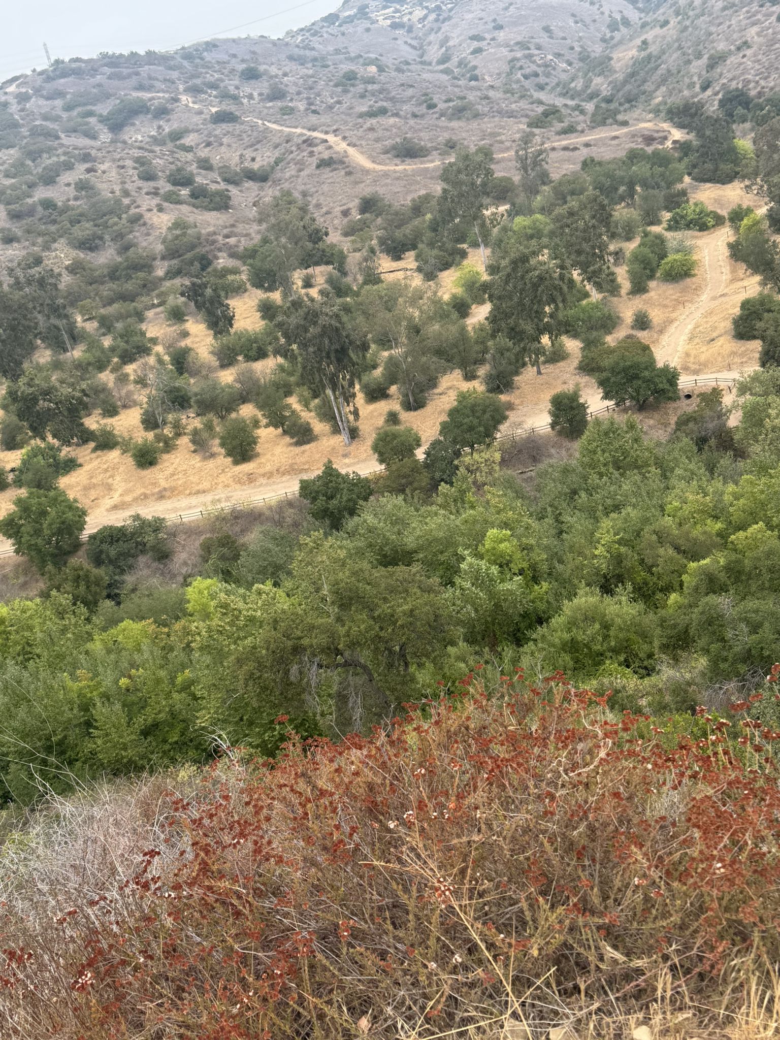 Overlooking a valley of green and dry hills with scattered trees. - Santiago Creek, Windes Nature, and Pacifica Trail Loop