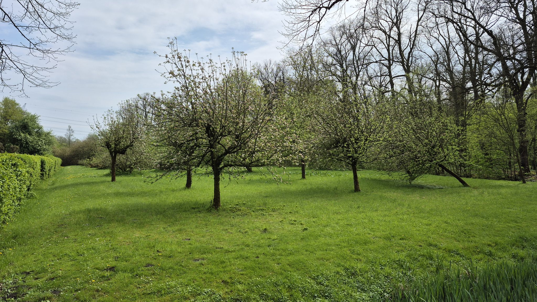 schöne Streuobstwiese