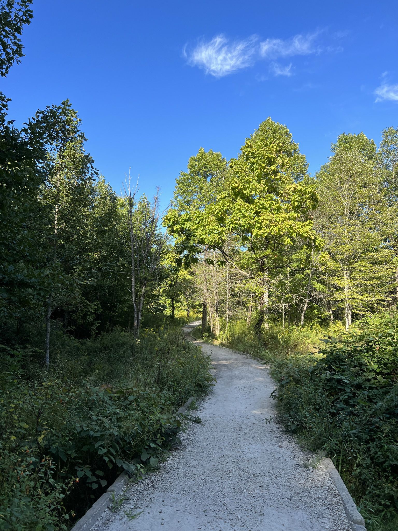 A gravel path leads through a bright, green forest on a sunny day. - Bike loop from Fayette County