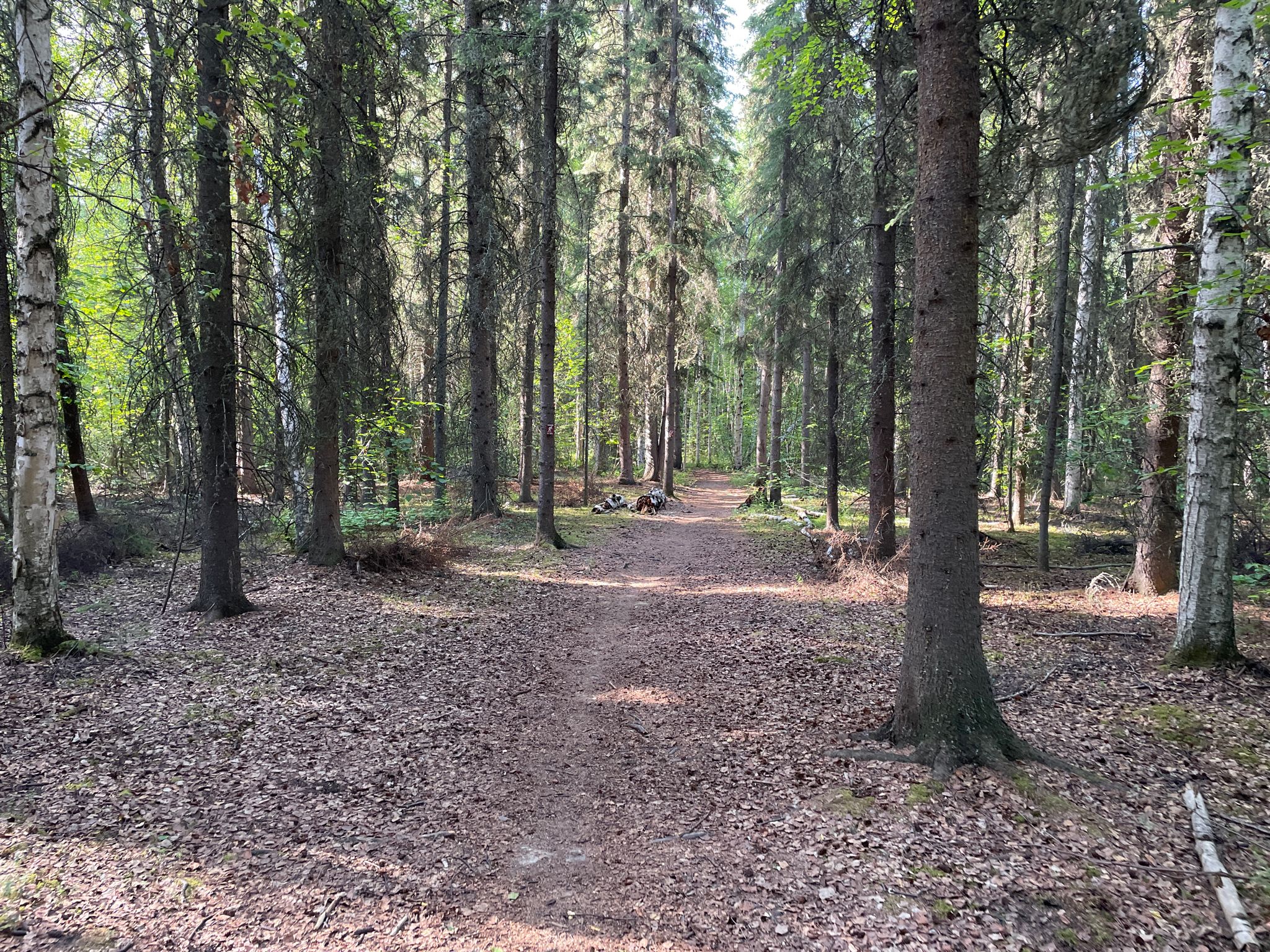 Leaf-covered dirt path through a sunlit mixed forest. - Skarland Summer 6-Mile Loop