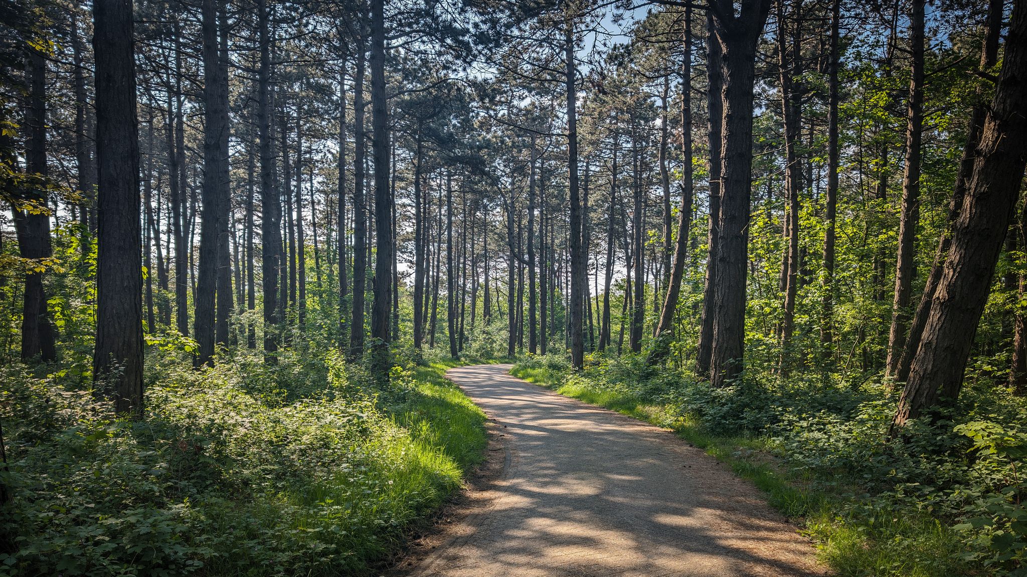 Druch ein Dünenwäldchen nach Wijk an Zee