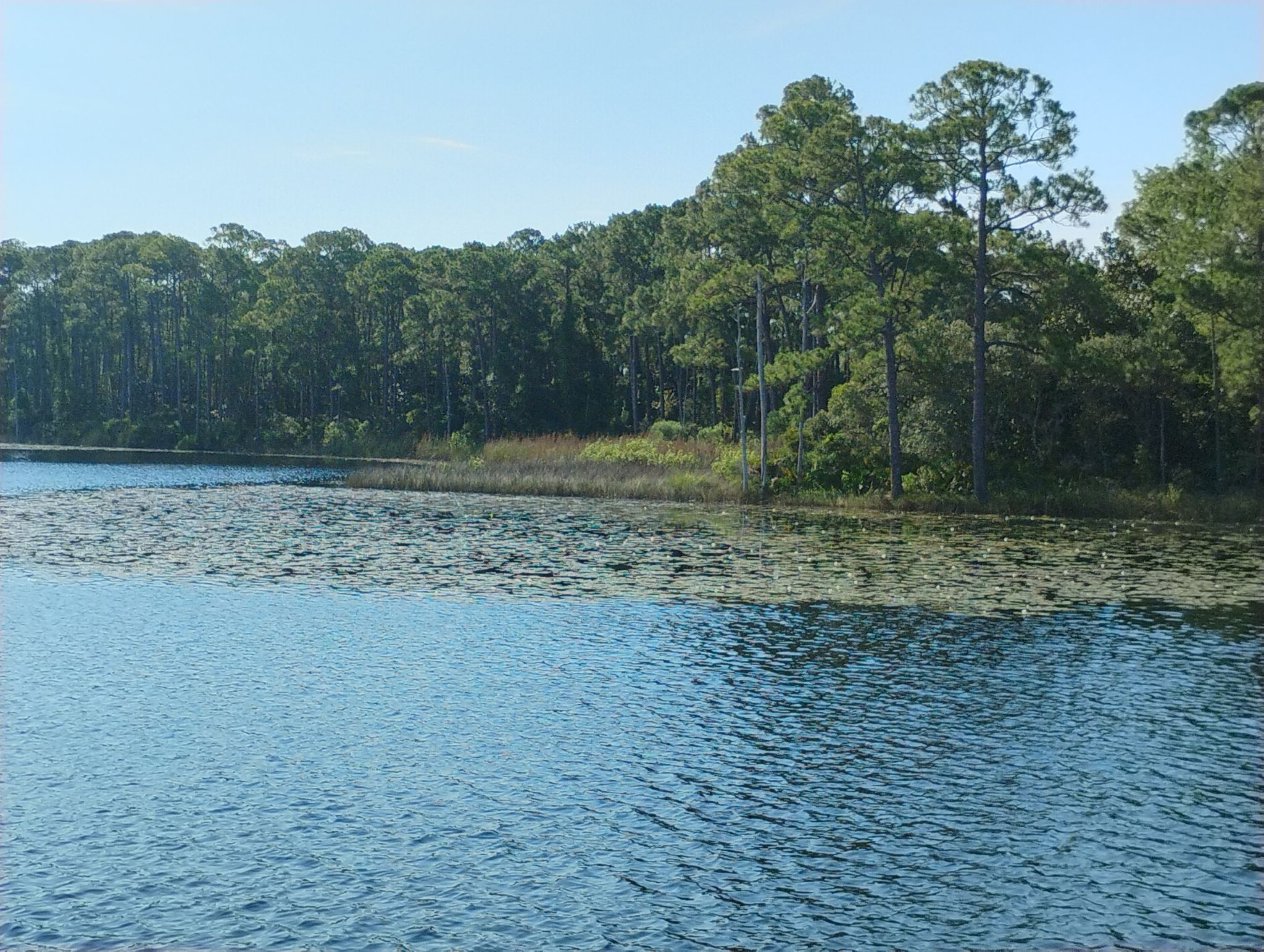 Bright lake with lily pads and dense green forest under a clear sky. - WaterColor Garden Pathway loop from Cafe Thirty-A