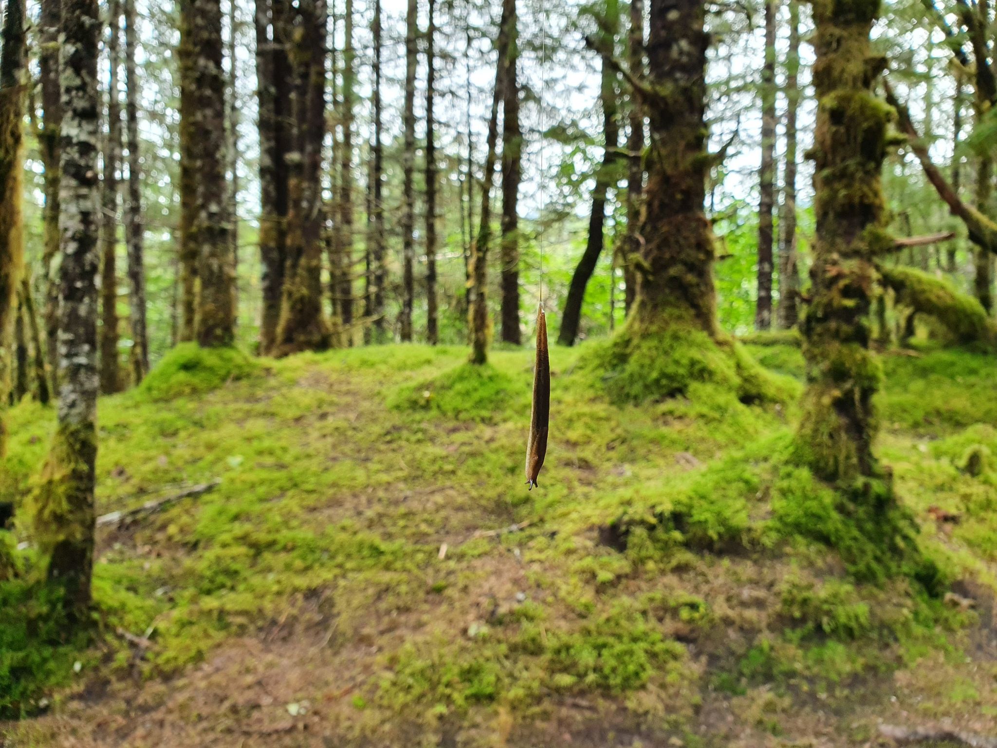 Mossy forest floor with tree trunks and a single suspended leaf. - West Glacier Trail