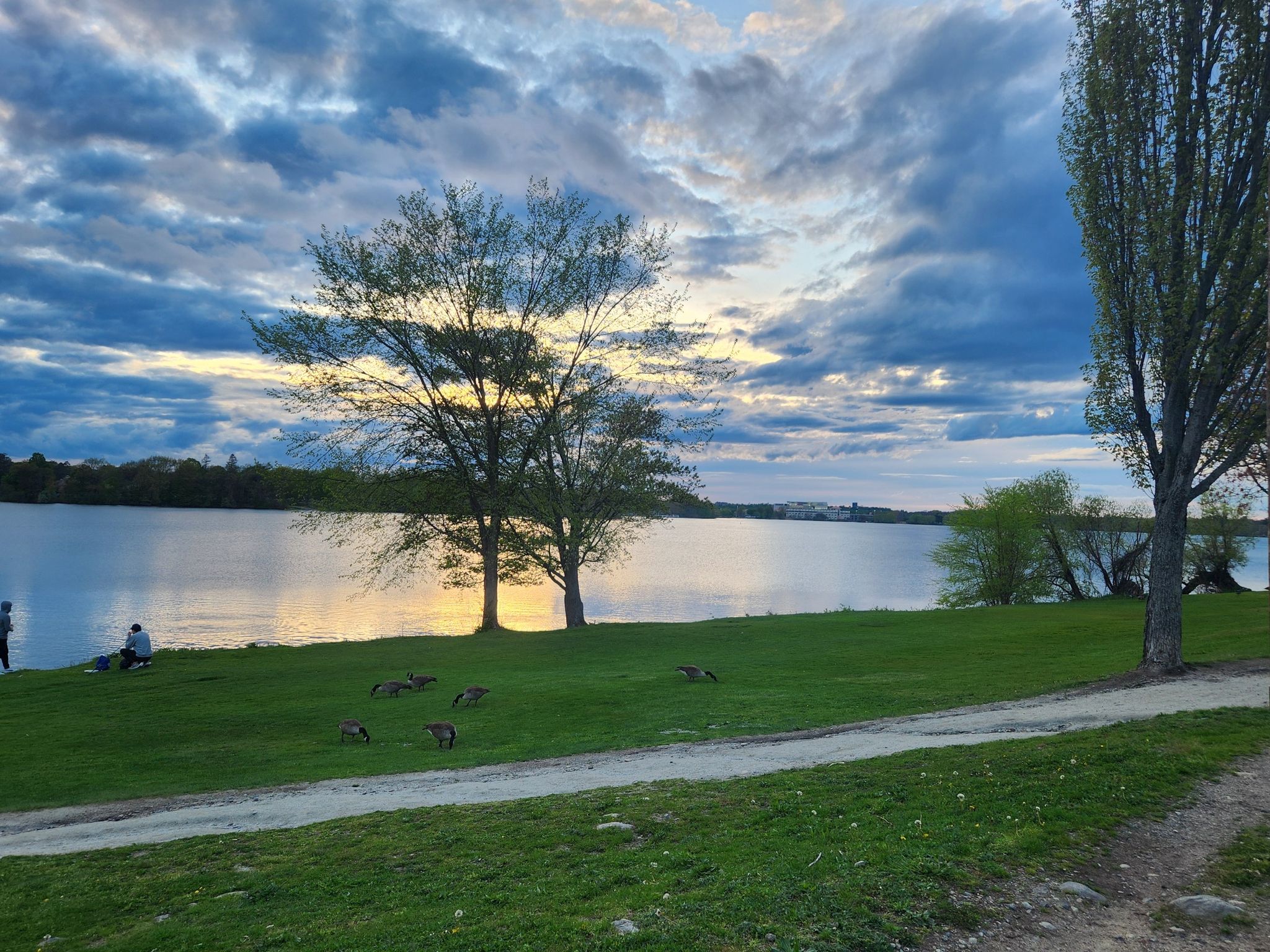 Sunset over a lake with people and geese on the grassy bank, dramatic sky. - Lake Quannapowitt – Lake Quannapowitt loop from Greenwood