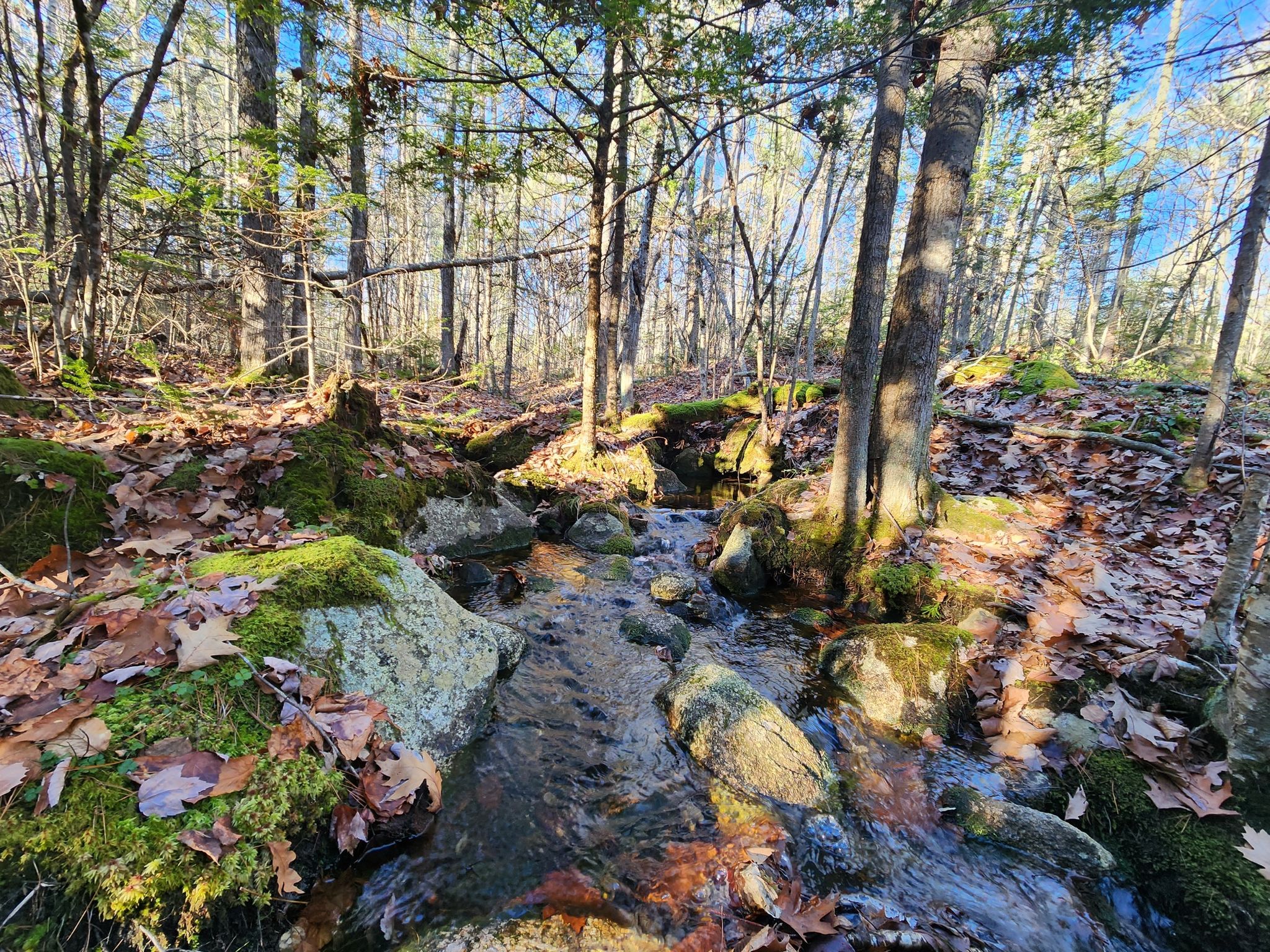 Sunny woodland stream flowing over mossy rocks and fallen leaves. - Smith Preserve Long Loop trail run