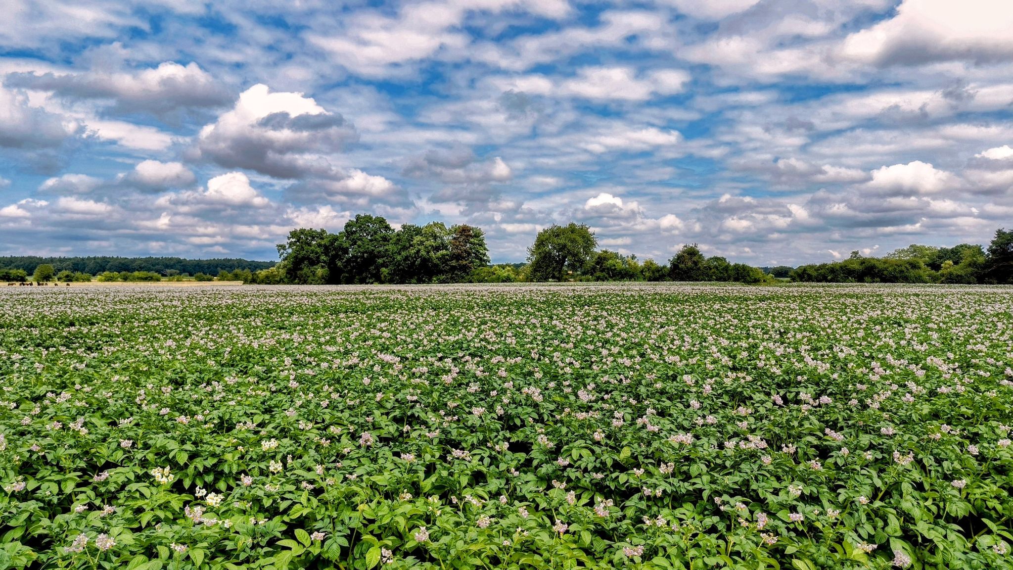 die Kartoffeln 🥔🥔 blühen 🌸 noch