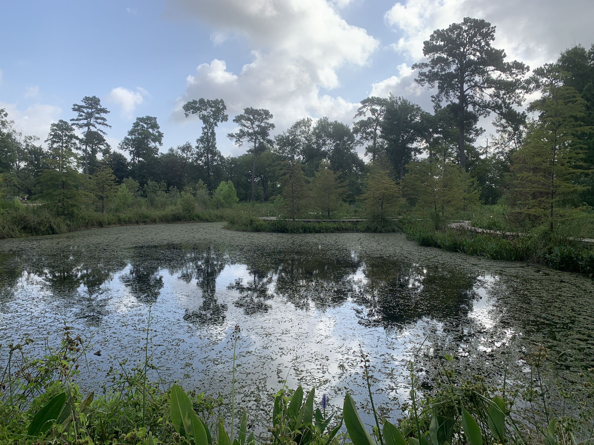 Pond with lily pads reflecting trees under a partly cloudy sky. - Wildflower to Willow Oak Trail
