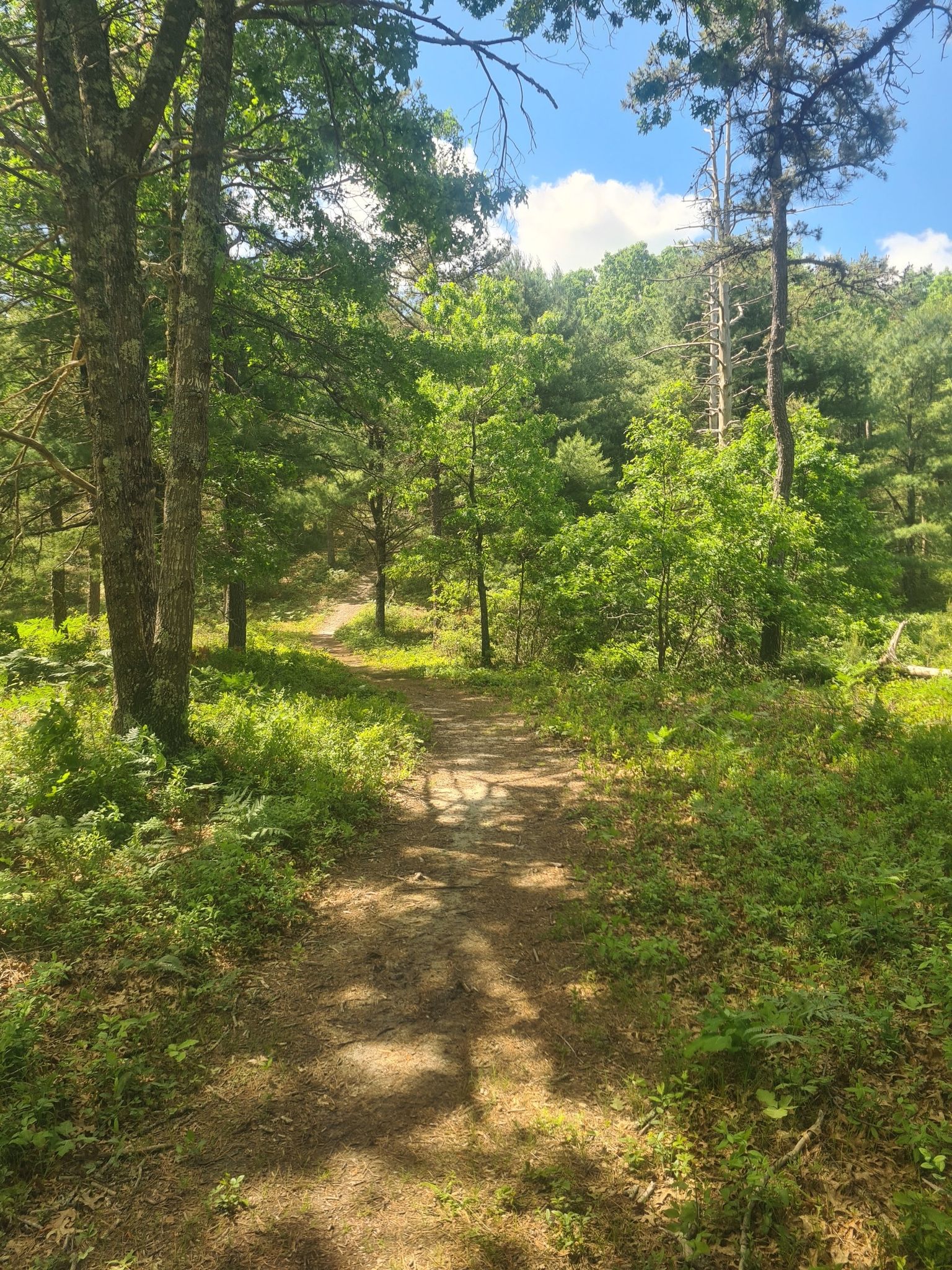 Shaded dirt path through a lush green forest on a bright day. - Long Island Pond Loop – Myles Standish State Forest