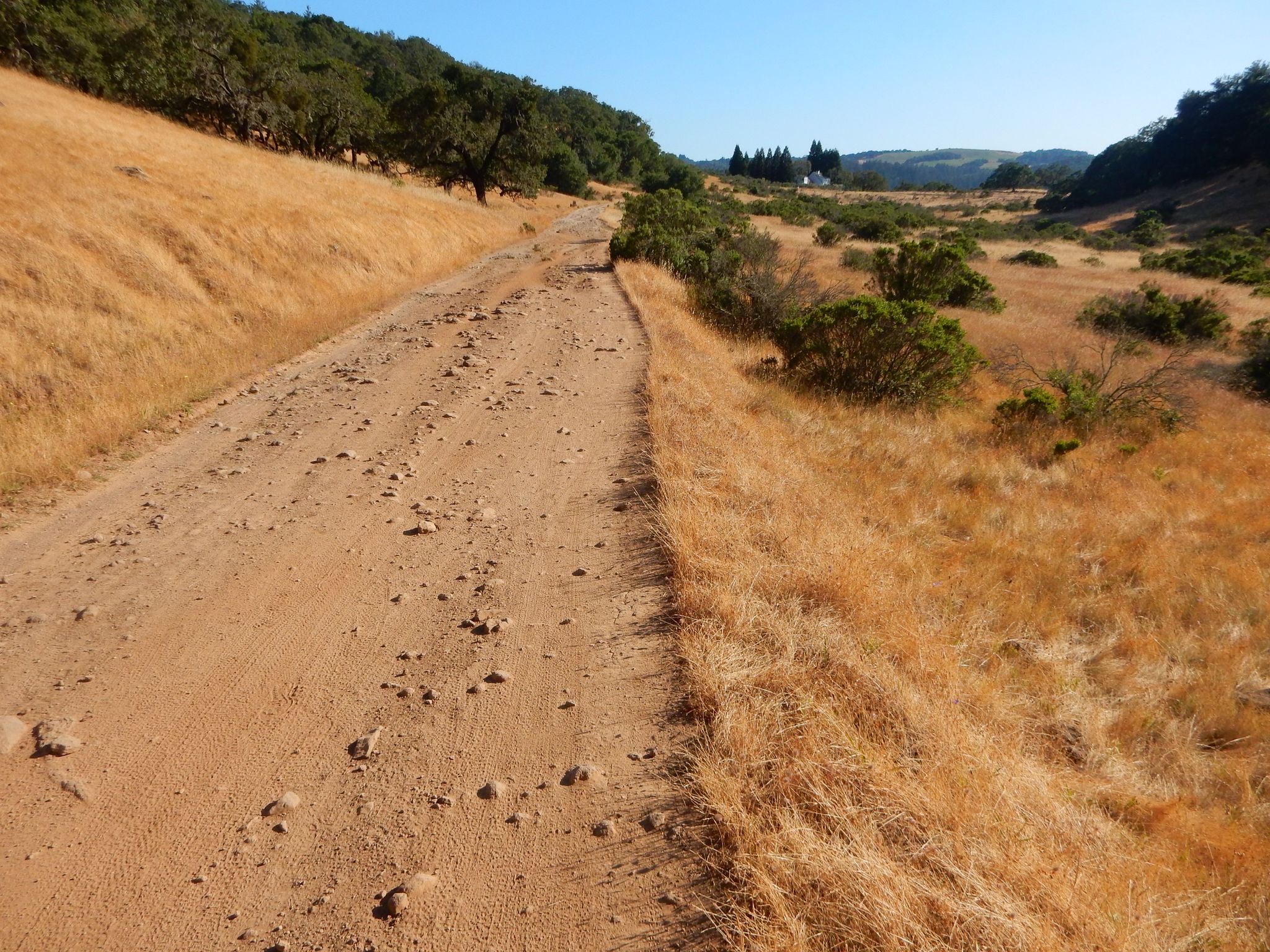 A wide dirt road cuts through golden dry grass on rolling hills. - Lake Ilsanjo and Buick Meadow Loop via Canyon Trail