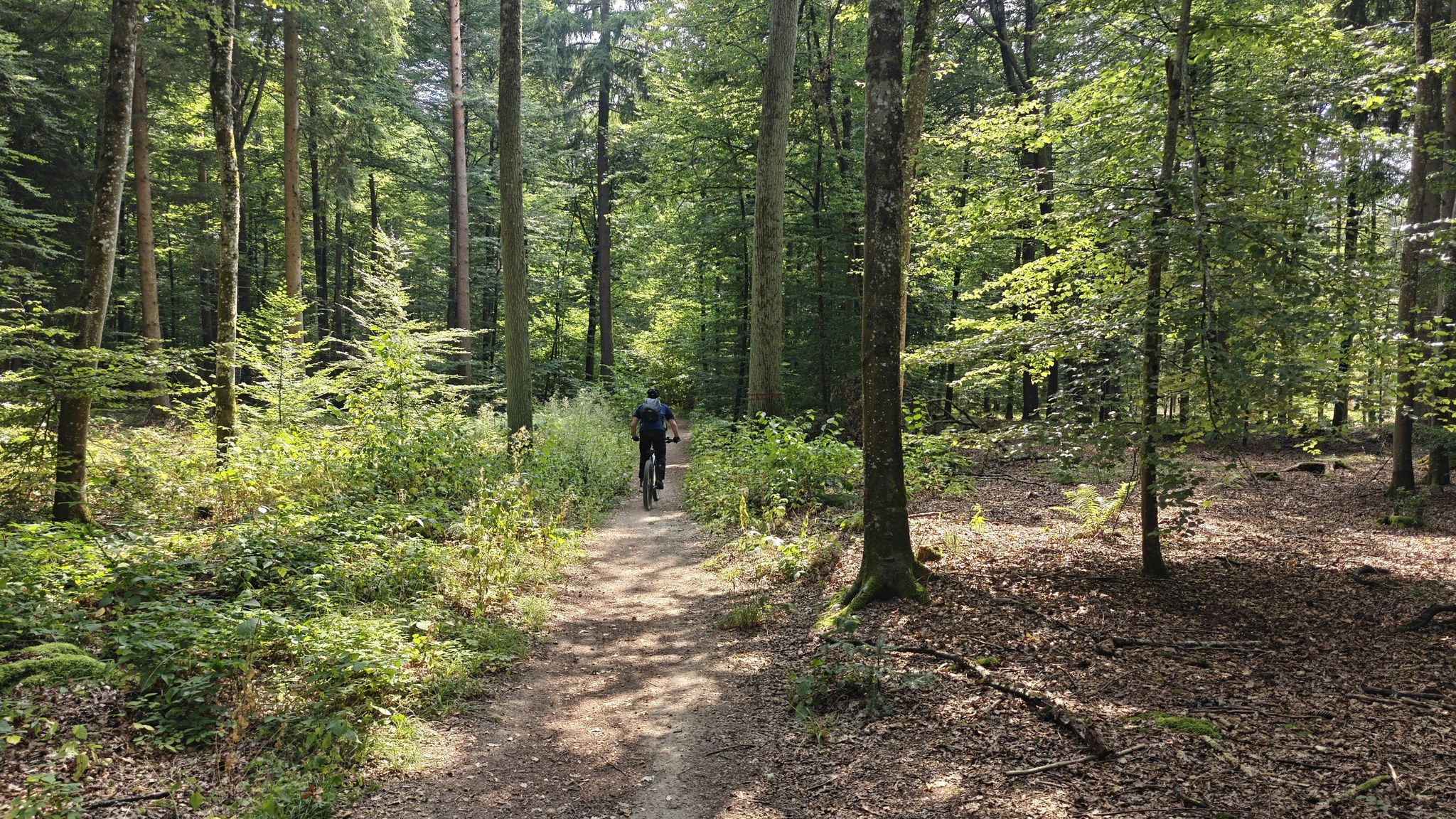Trail vom Rotwaldsträßle zur Laubwaldalee