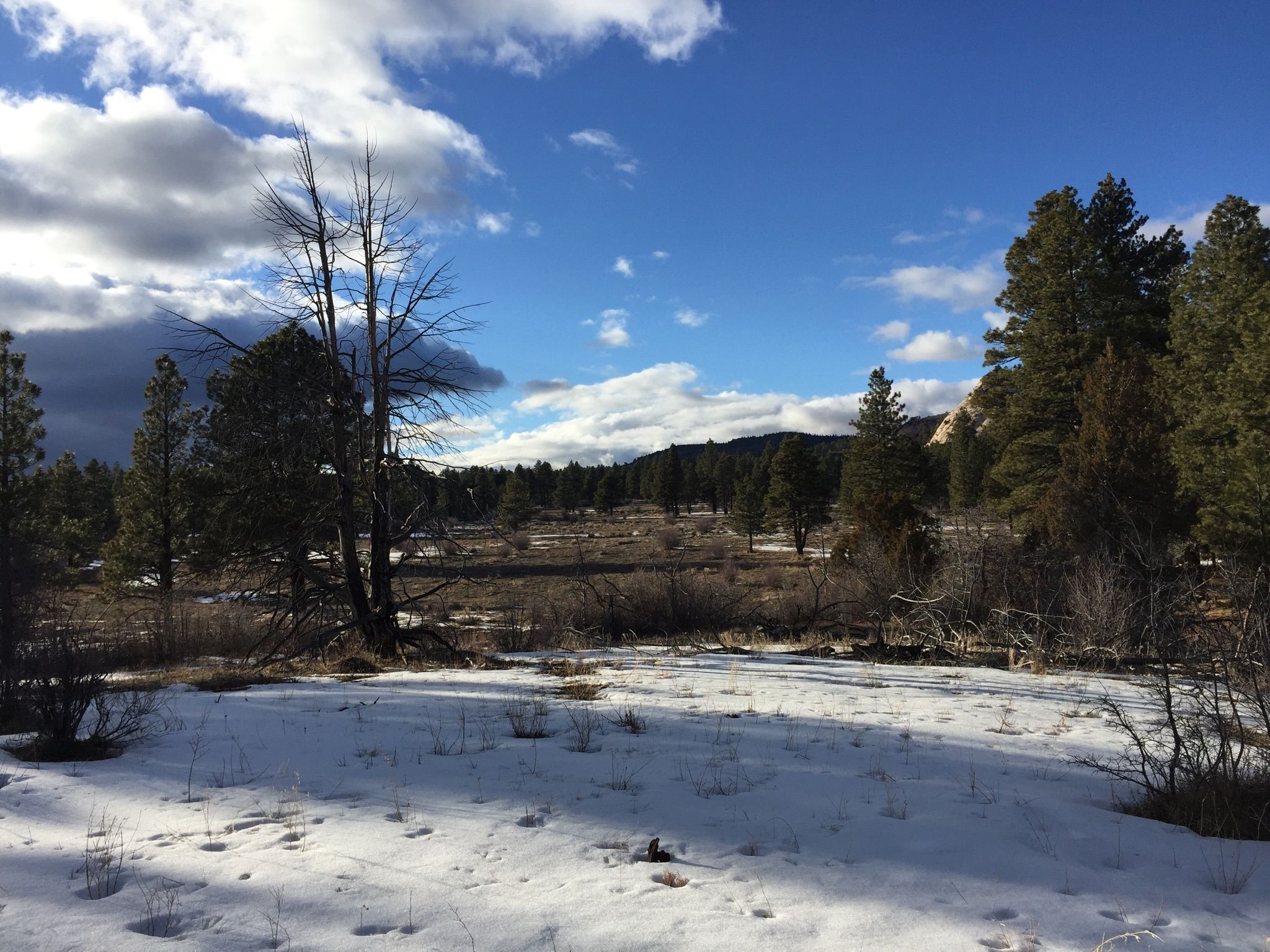 Snowy field with evergreen and bare trees under a partly cloudy sky. - Wildcat Canyon Connector Trail