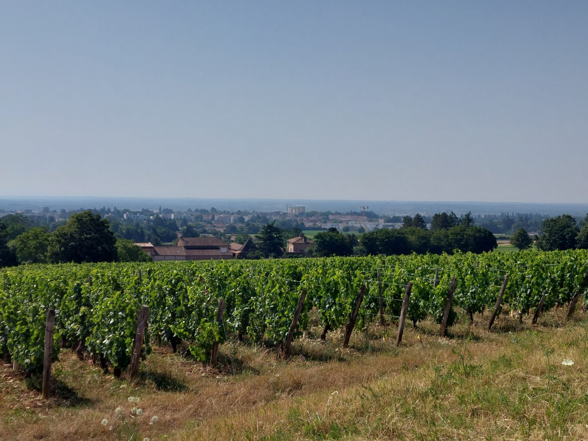 Macon hinterm Wein🤗