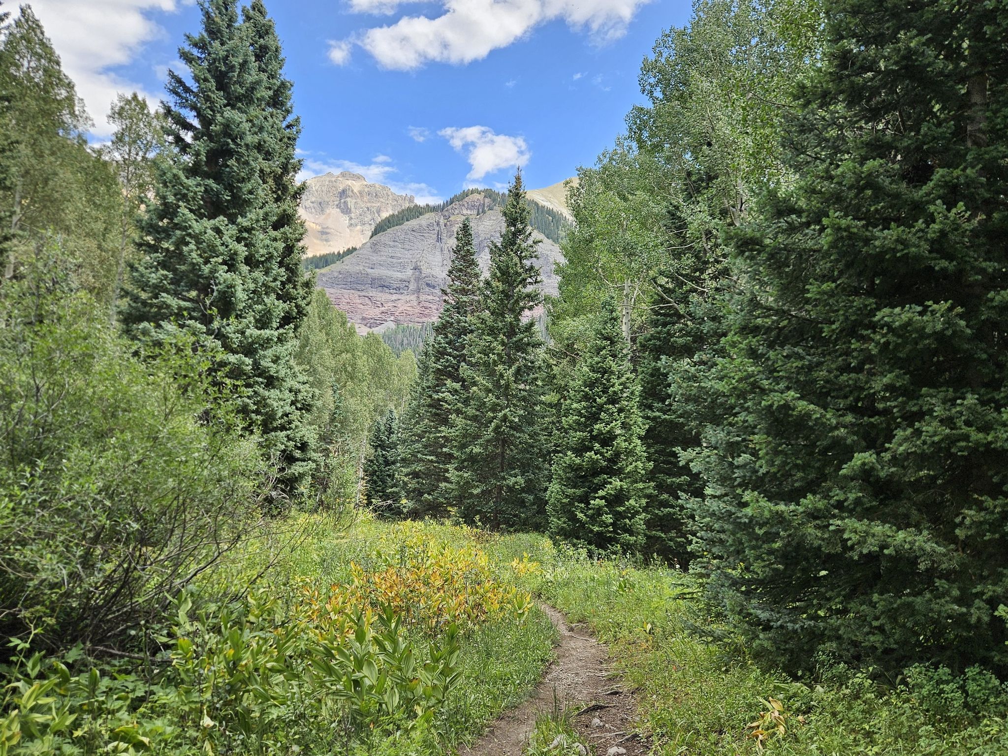 A winding dirt path through a sunlit forest with mountains in the background. - Eider Creek, Deep Creek, and Mill Creek Waterline Loop