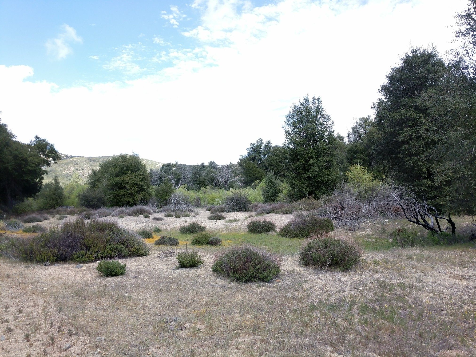 Open field with low green and yellow shrubs, distant trees under a bright sky. - Sweetwater River Loop – Cuyamaca Rancho State Park