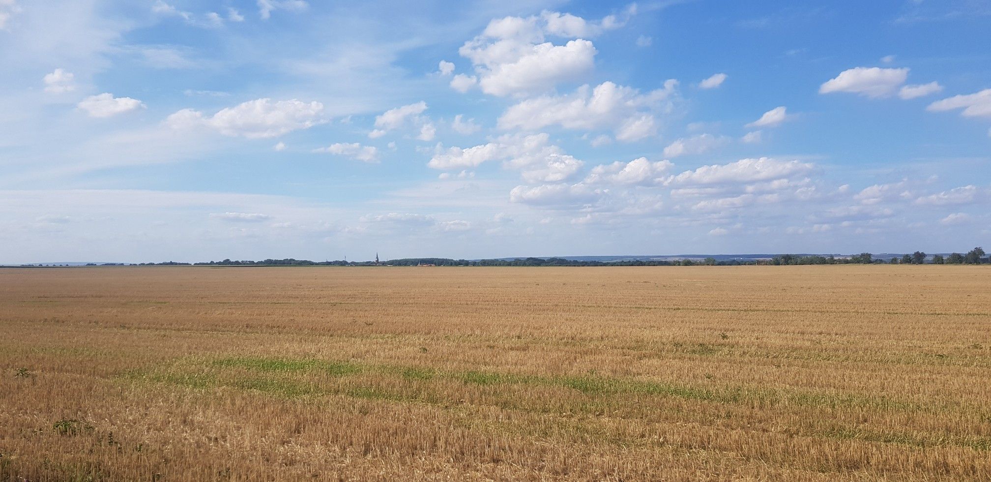 Feld mit Blick nach Grossalsleben
