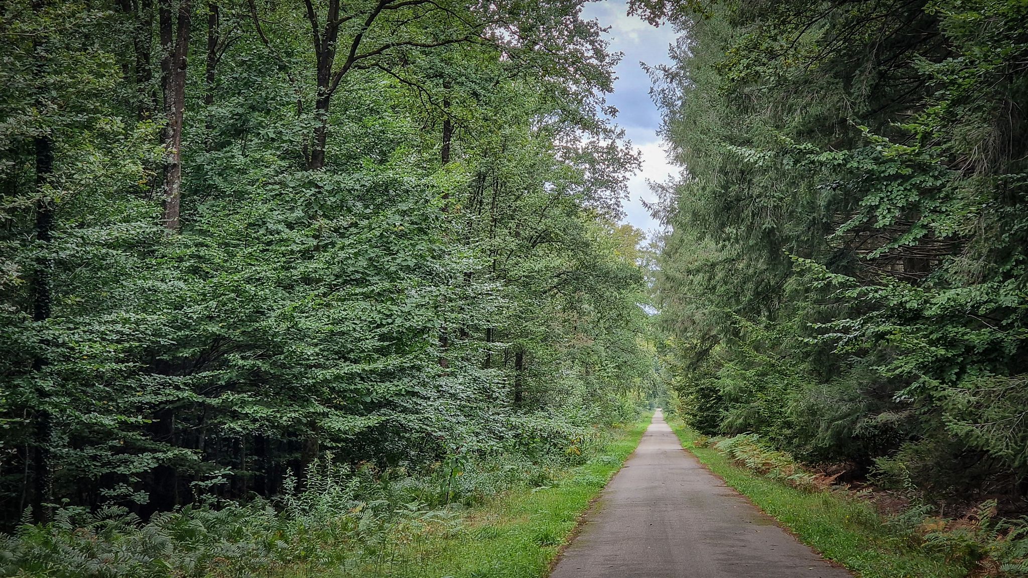 Eine der asphaltierten Rennstrecken durch den Wald im Elsass
