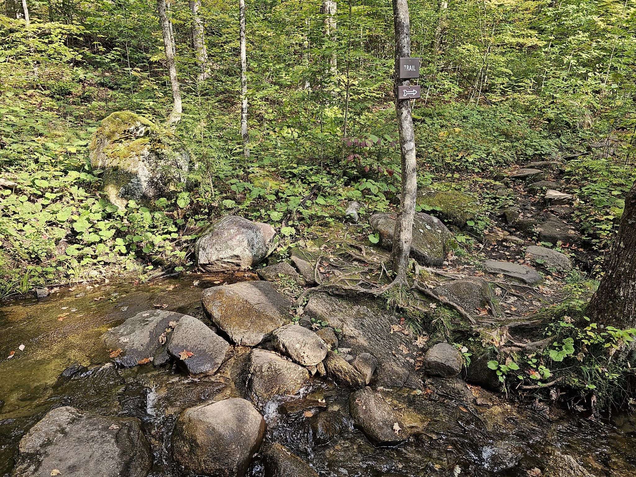 Rocky stream crossing through a sunlit, dense green forest with a sign. - Mount Pisgah Via North Trail