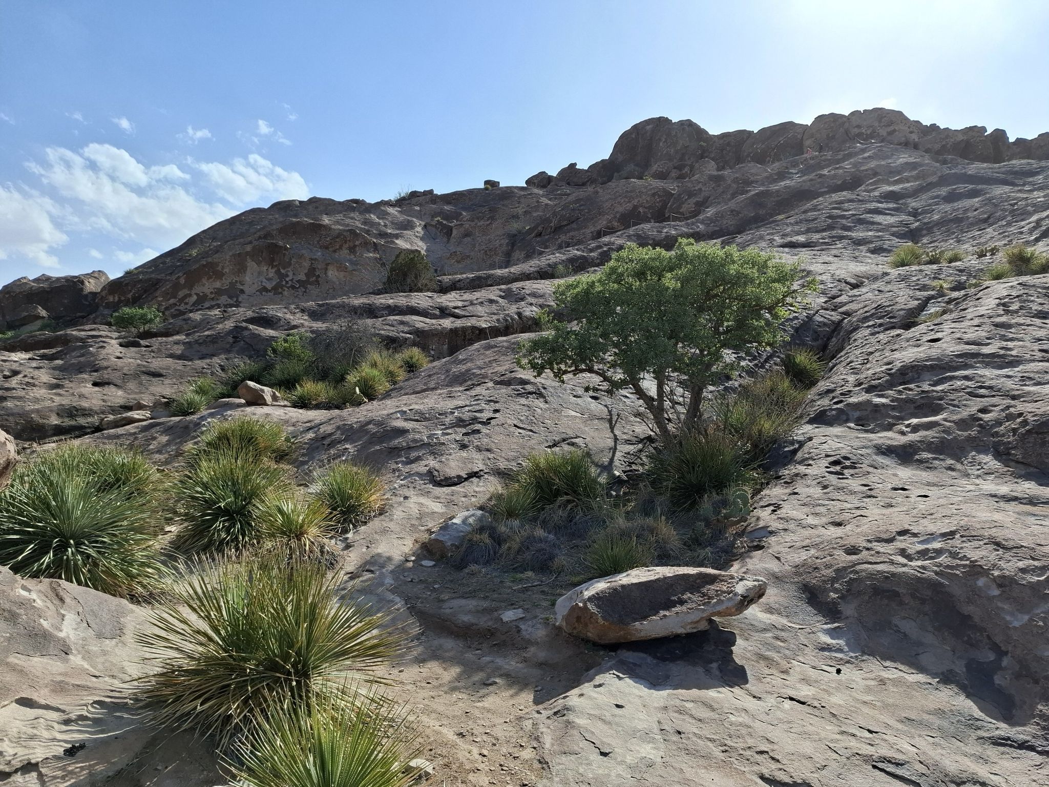 Sunny rocky hillside with sparse desert plants and a small green tree. - Chain Trail