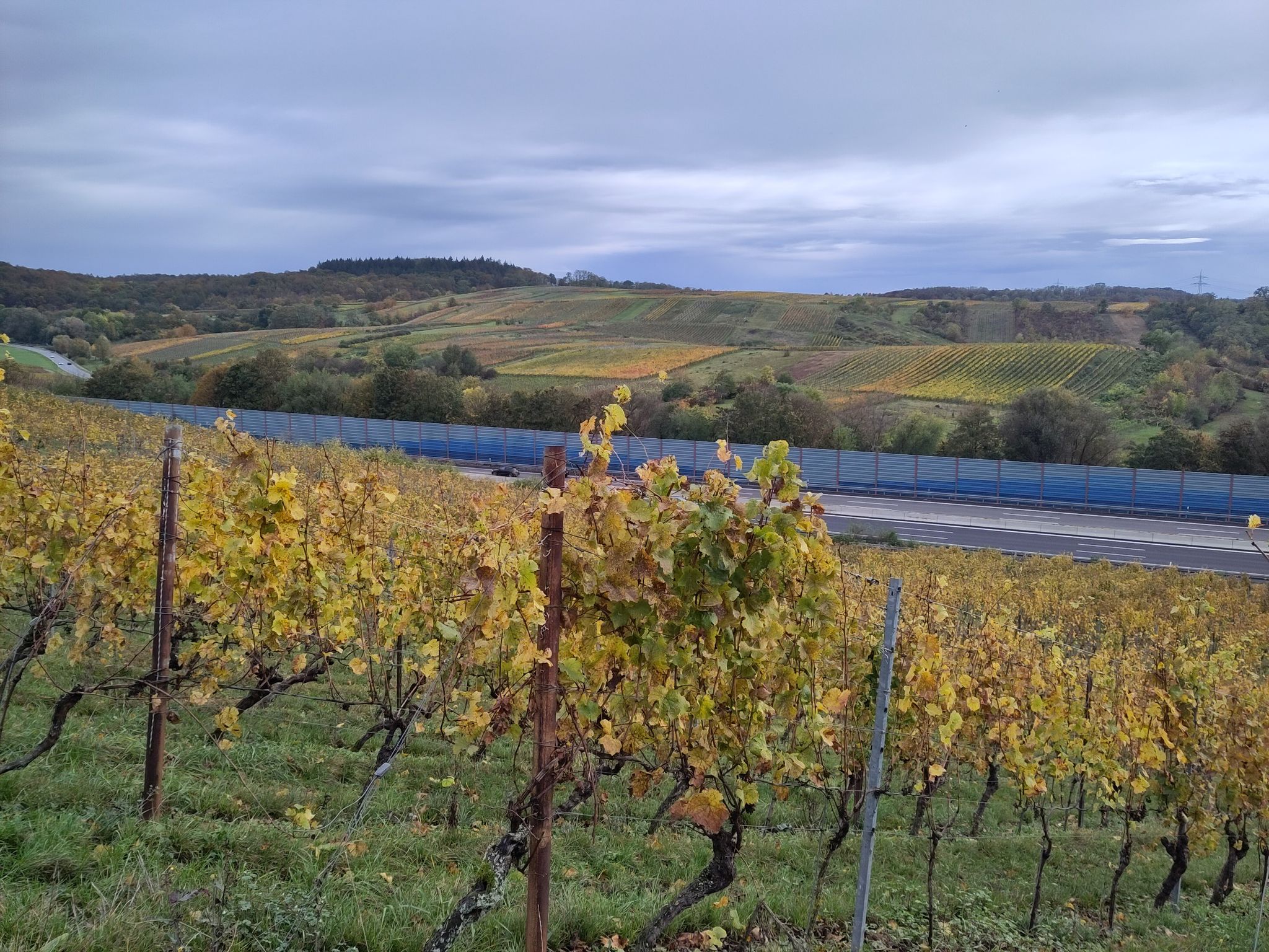 herbstliche Weinberge