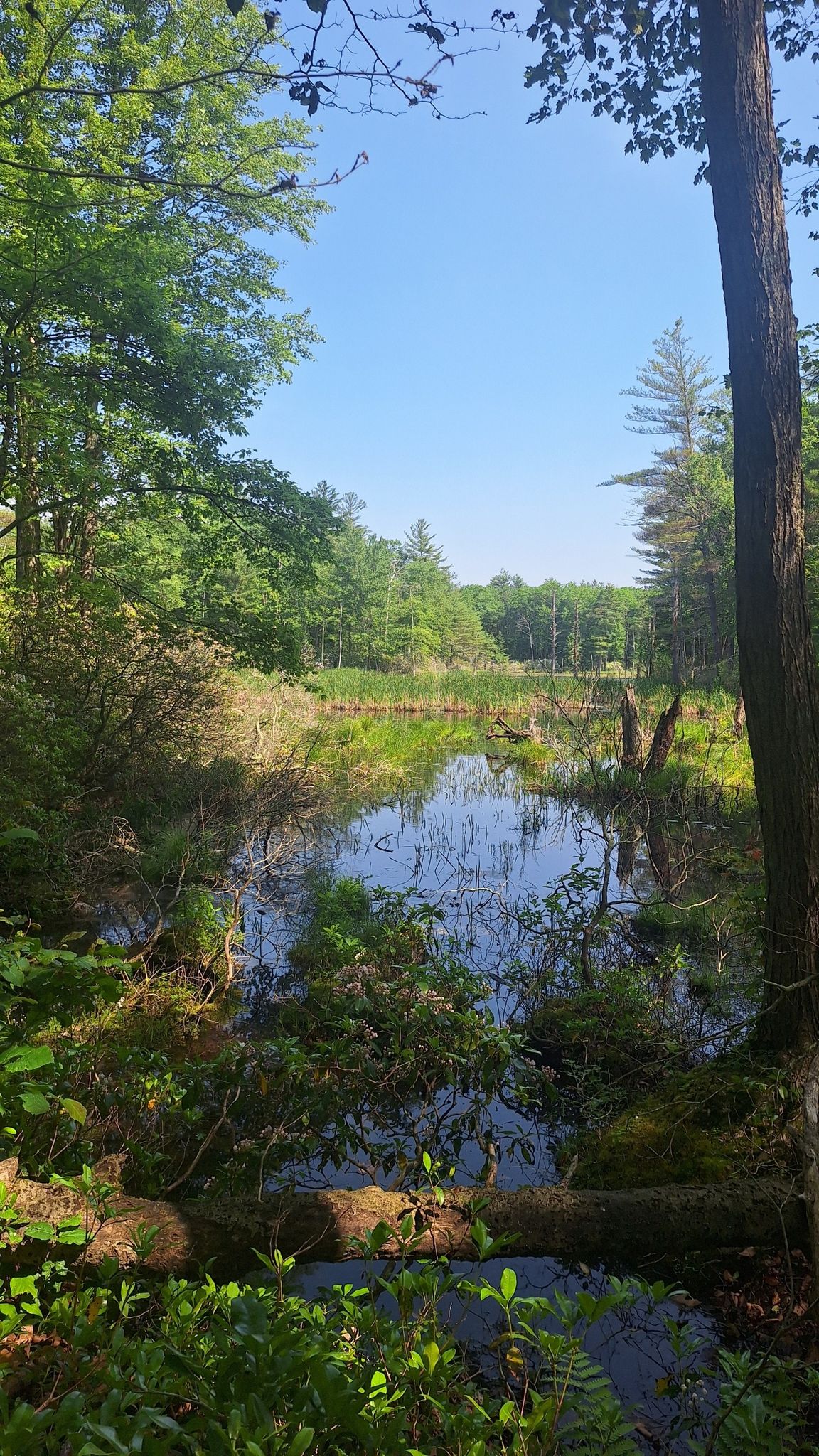 Sunny view of a calm pond surrounded by dense green forest and fallen logs. - Flat Rock Trail, Boulder Overlook Trail, and Mid State Trail Loop
