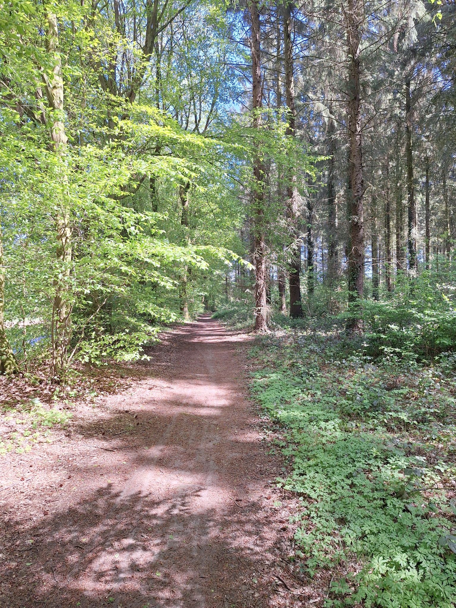 bospad, eerste maal dat ik hier pijnbomen tegenkom