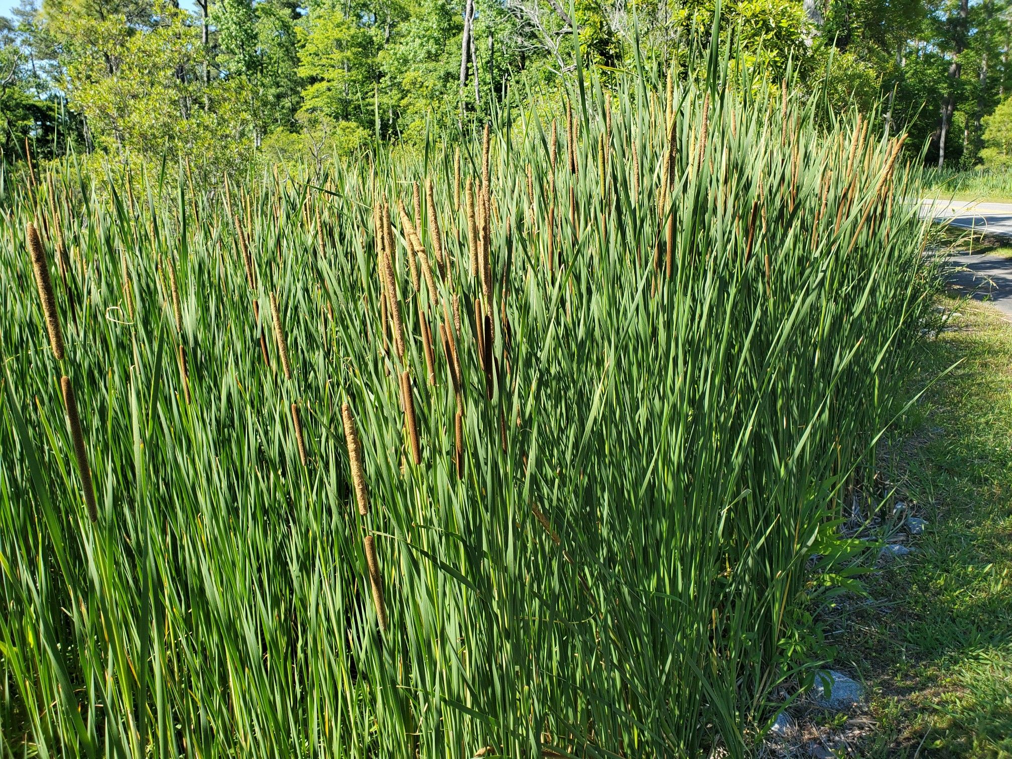 Dense patch of green cattails with brown tops in bright sunlight. - Kitty Hawk Woods Reserve loop from Duck