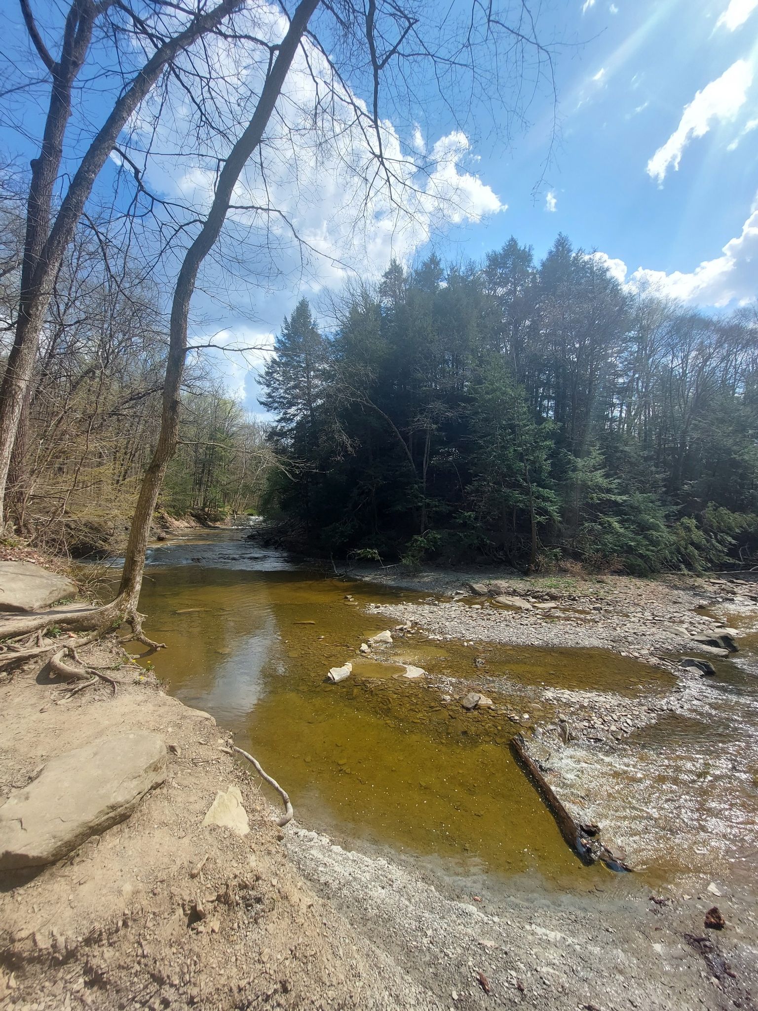 Sunny river winding through a wooded landscape with bare and evergreen trees. - Brandywine Gorge Trail loop from Brandywine Falls