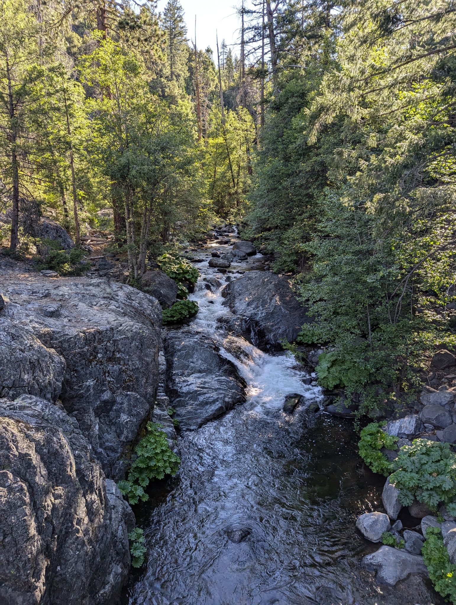 Sunlit rocky stream cascades through a dense green forest on a bright day. - Wild Plum and Pacific Crest Trail Loop