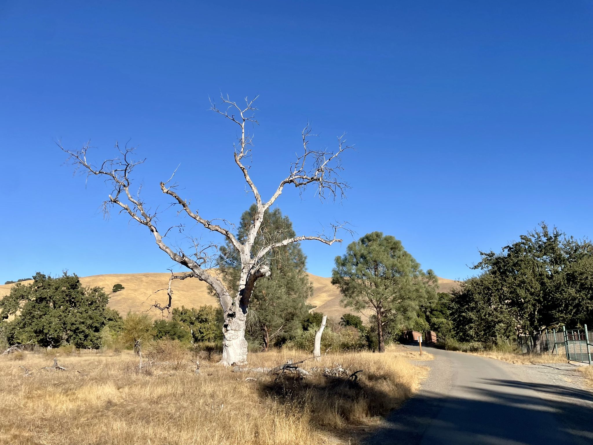Large bare tree in dry grass beside a paved road under a clear blue sky. - Sycamore Grove Park – Sycamore Grove Park loop from Native Garden