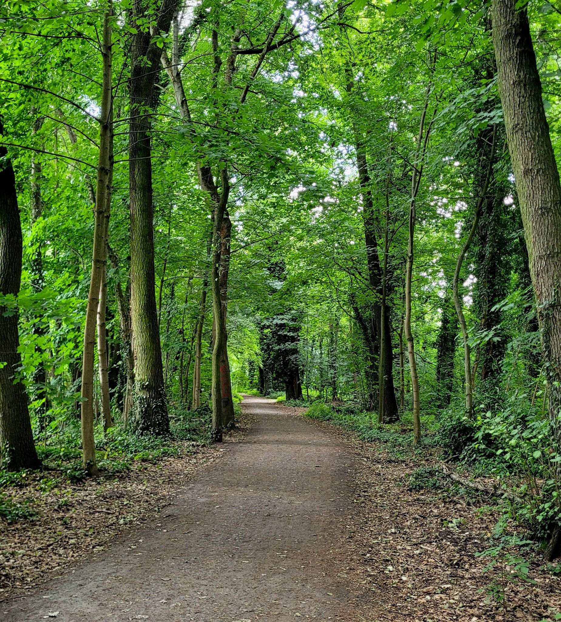 Waldweg an der Müggelspree