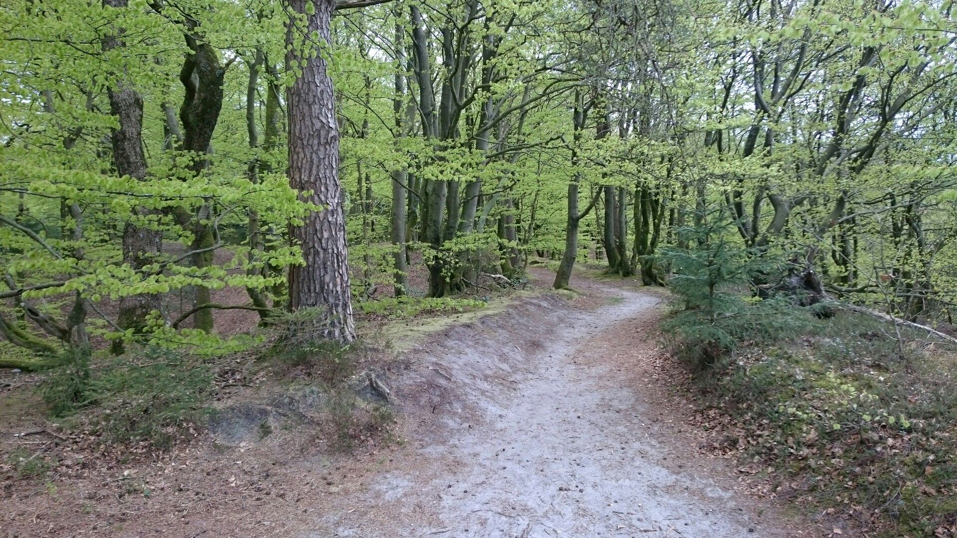 fr. 7. høj