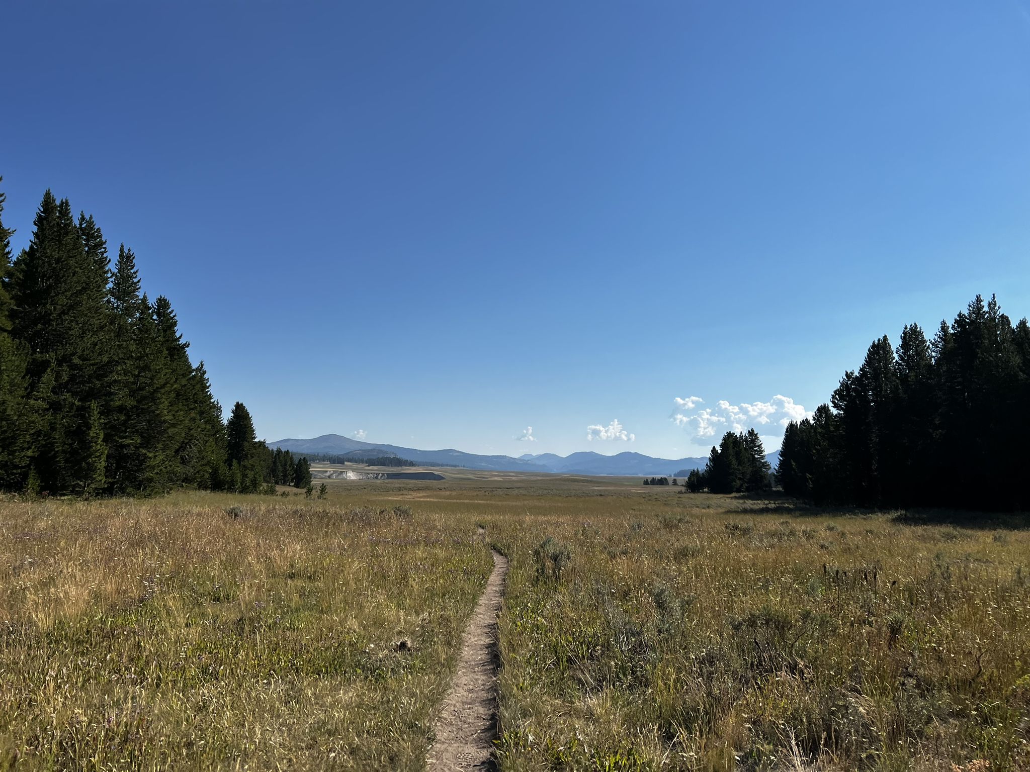 A narrow dirt path winds through a vast sunlit meadow towards distant mountains. - Pelican Valley Trail