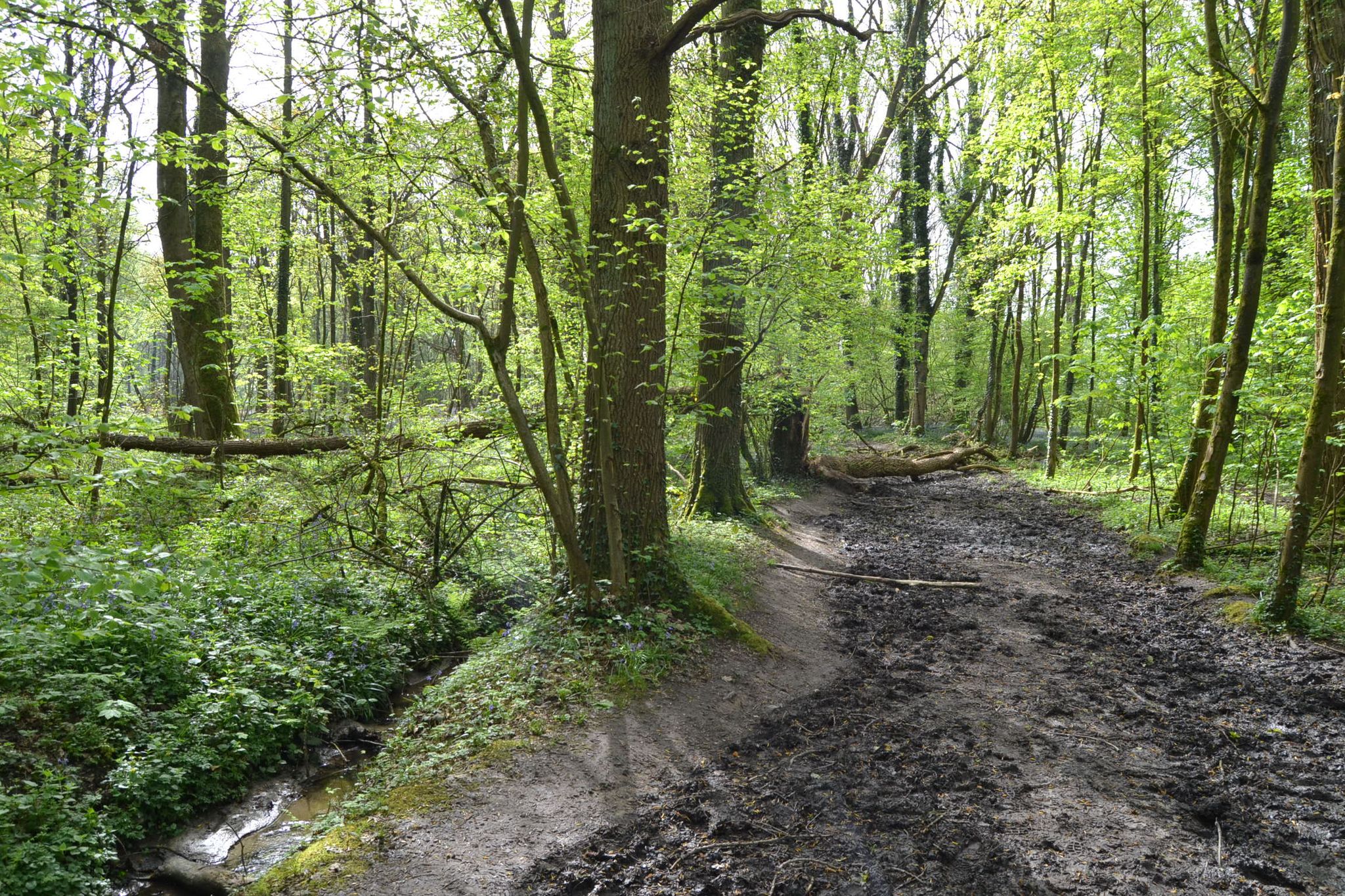 Kravaalbos