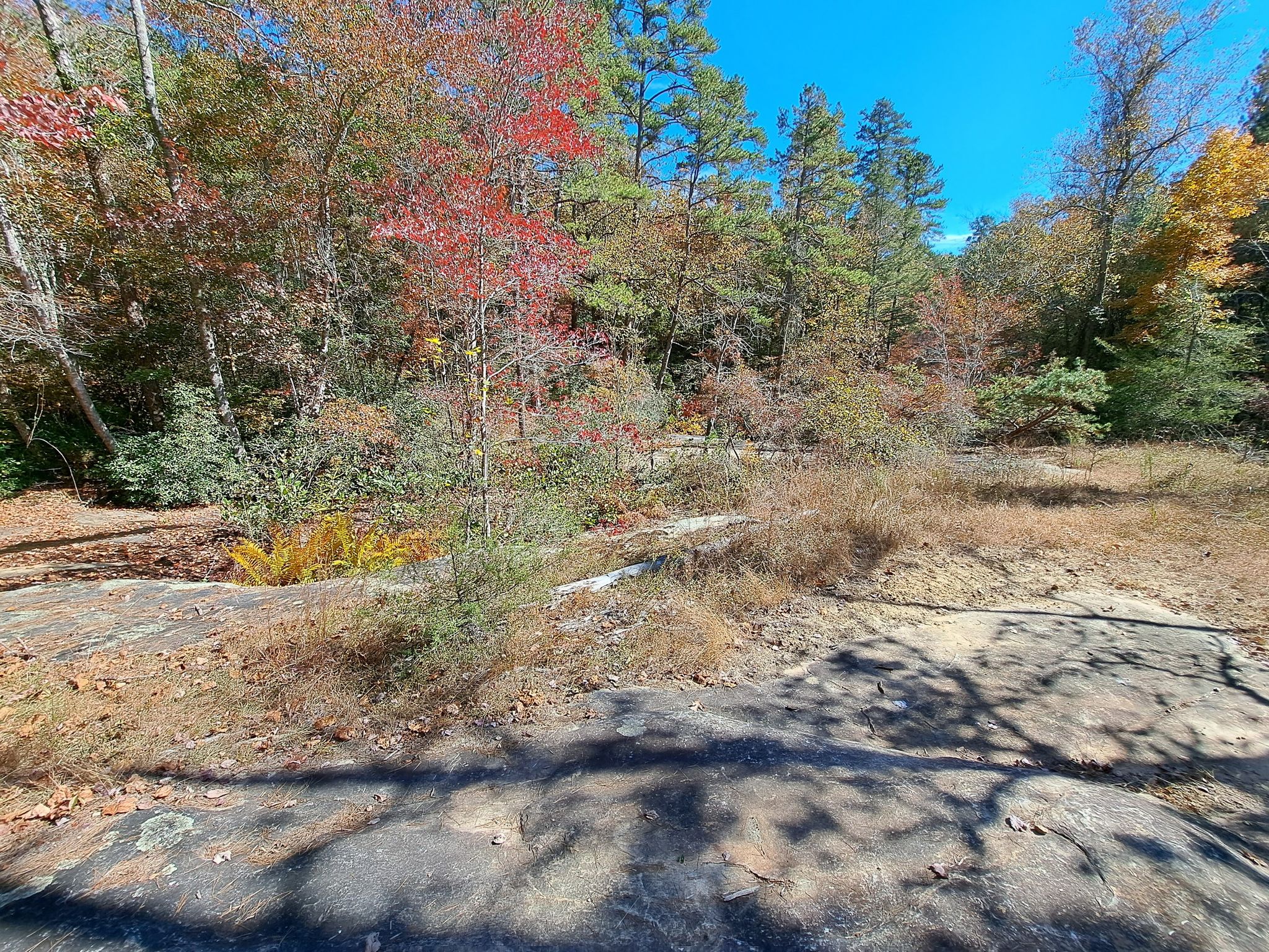A sunny, rocky clearing surrounded by autumn trees with red and green leaves. - Chenocetah Lookout Tower – Marry Steel Waterfall loop from Cornelia