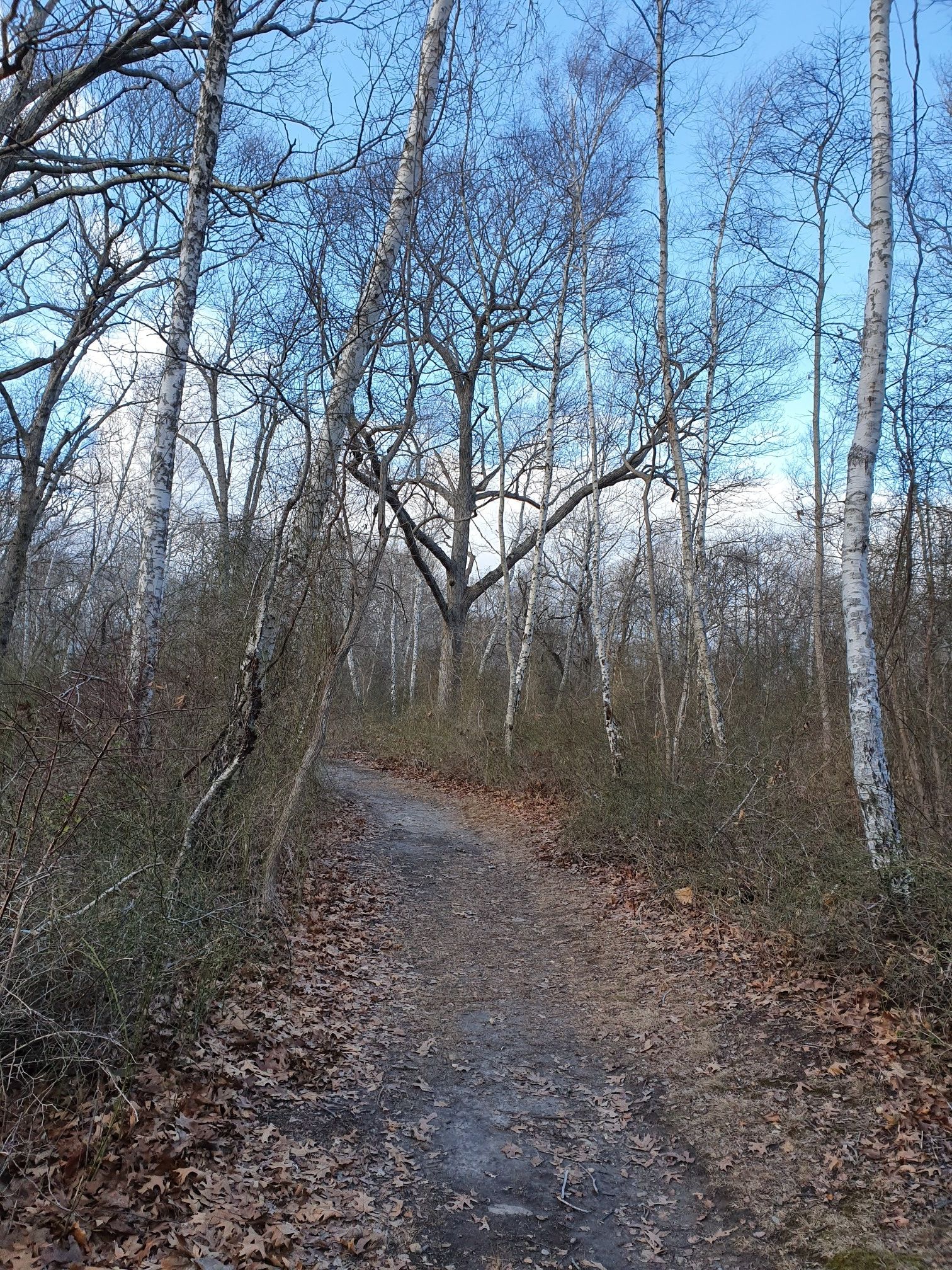 A dirt path leads through a forest of bare trees with white bark. - Mashomack Red Trail