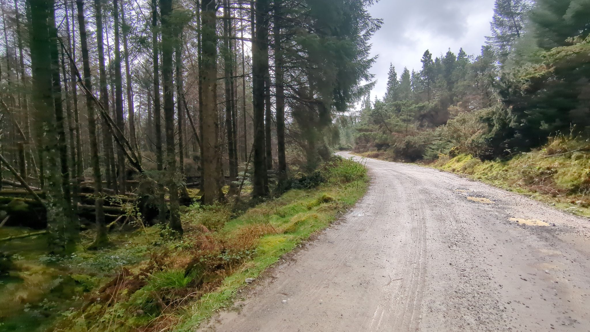 join track from woodland