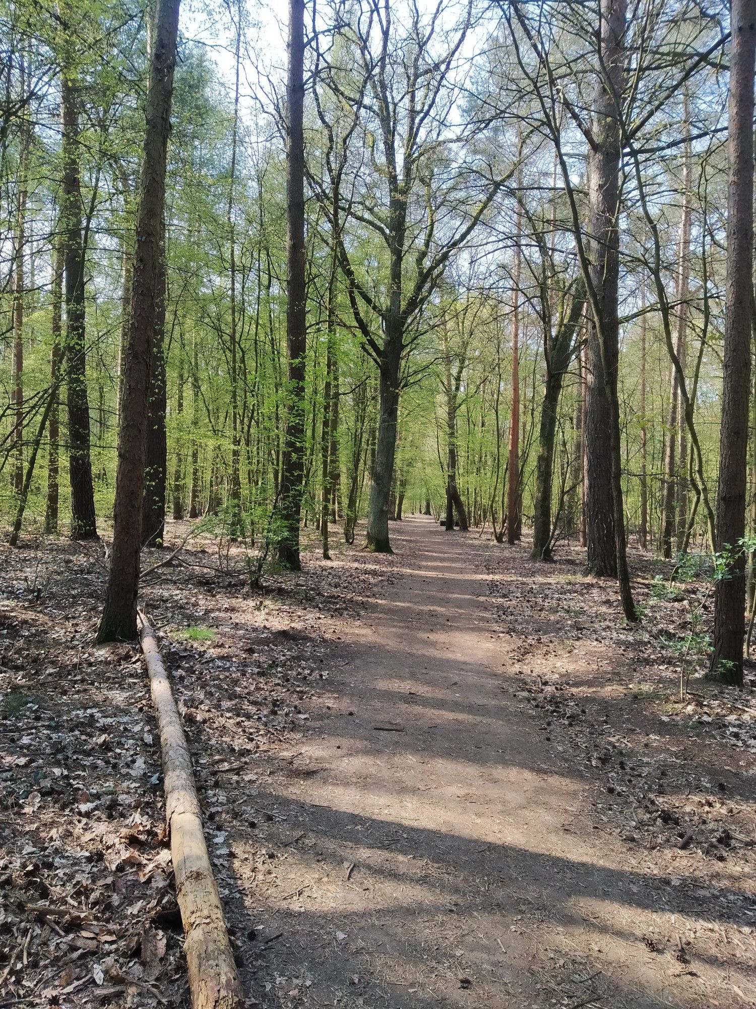 Jungfernheide (Forst)