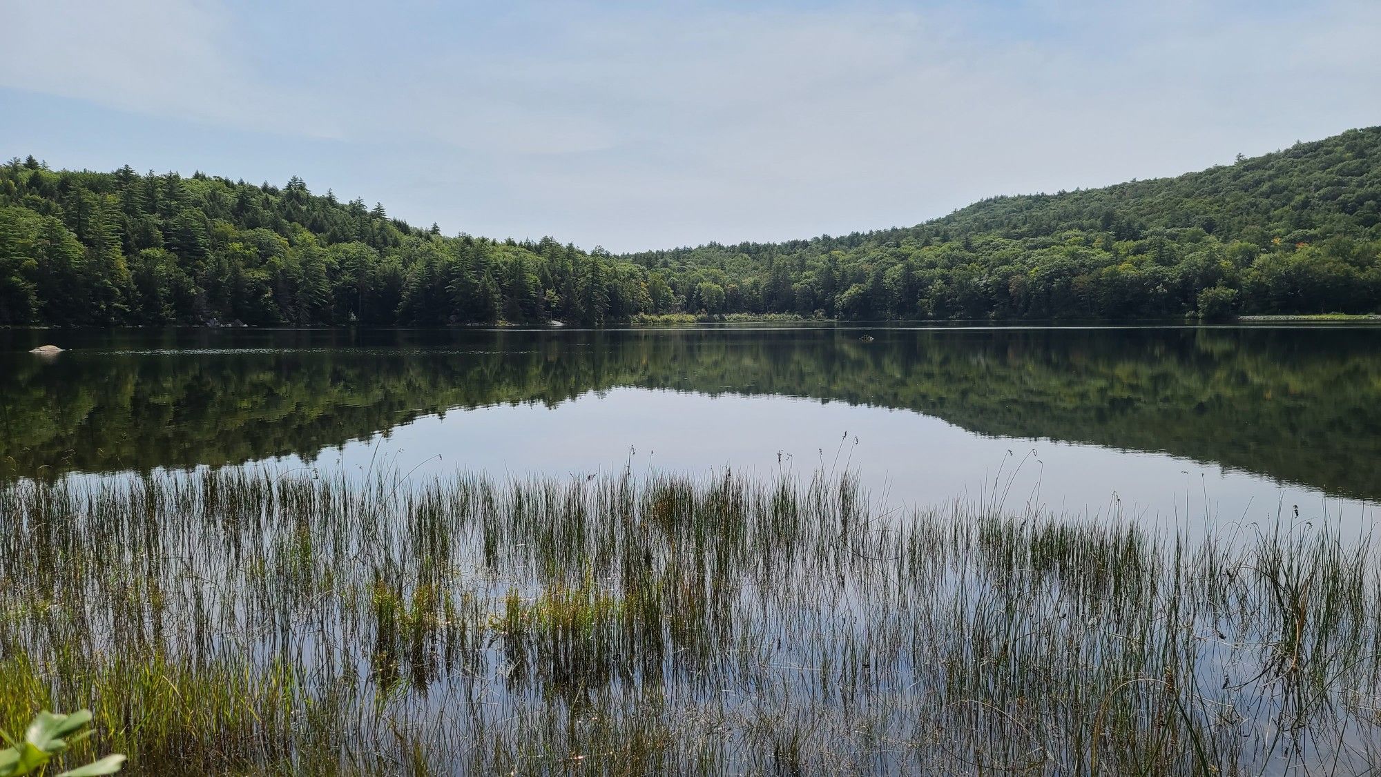 Calm lake with tall grass, reflecting green forested hills under bright sky. - Burnt Mountain and Lakeside Loop