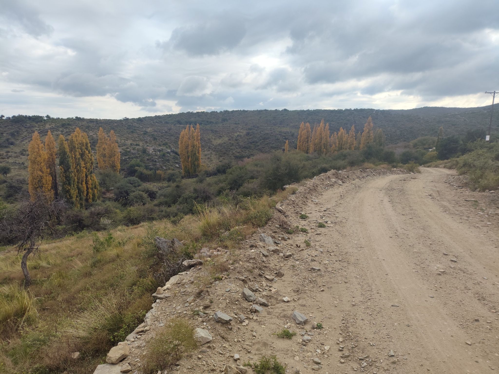 Álamos La Taraupina