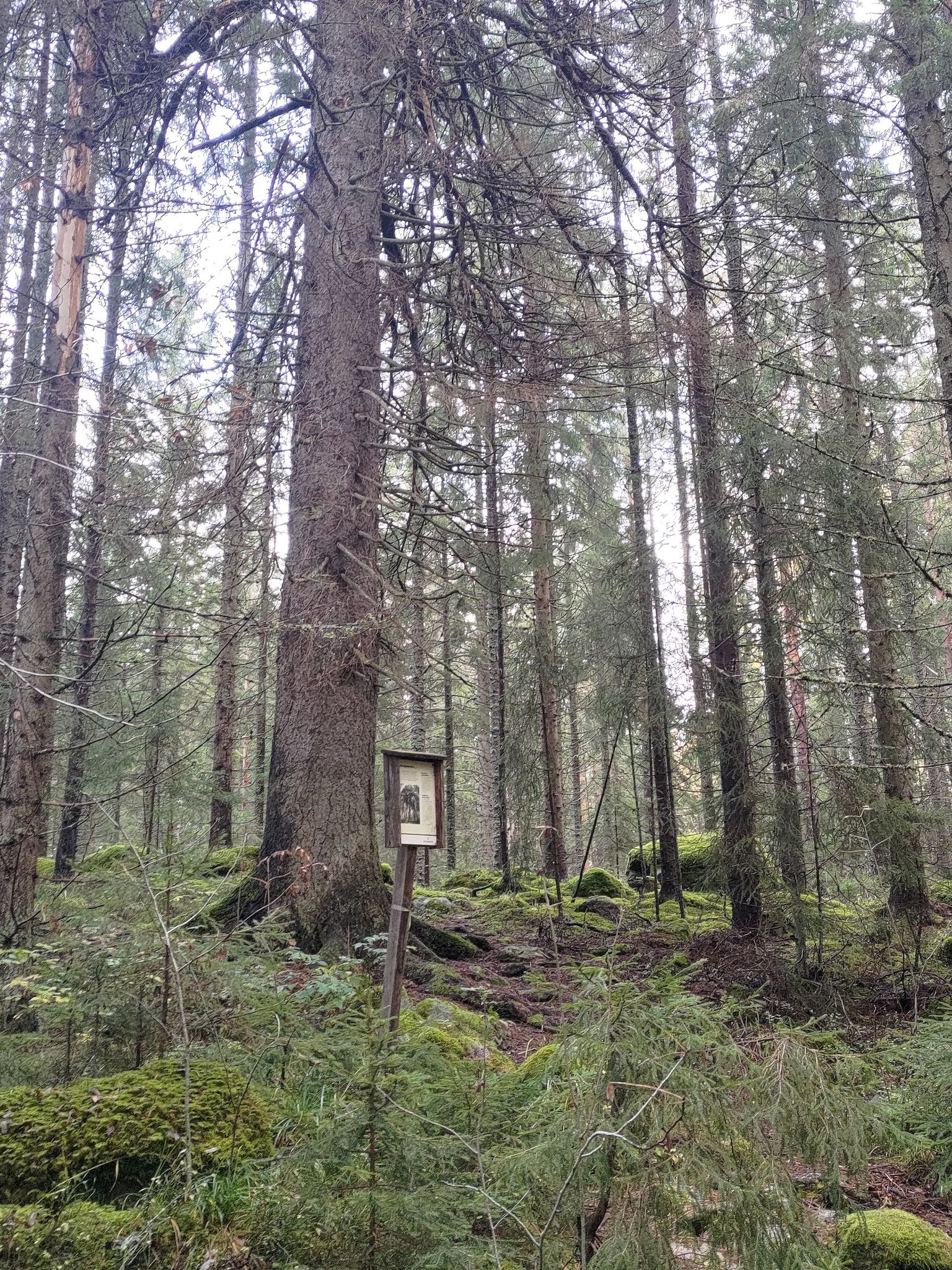 Storgranen