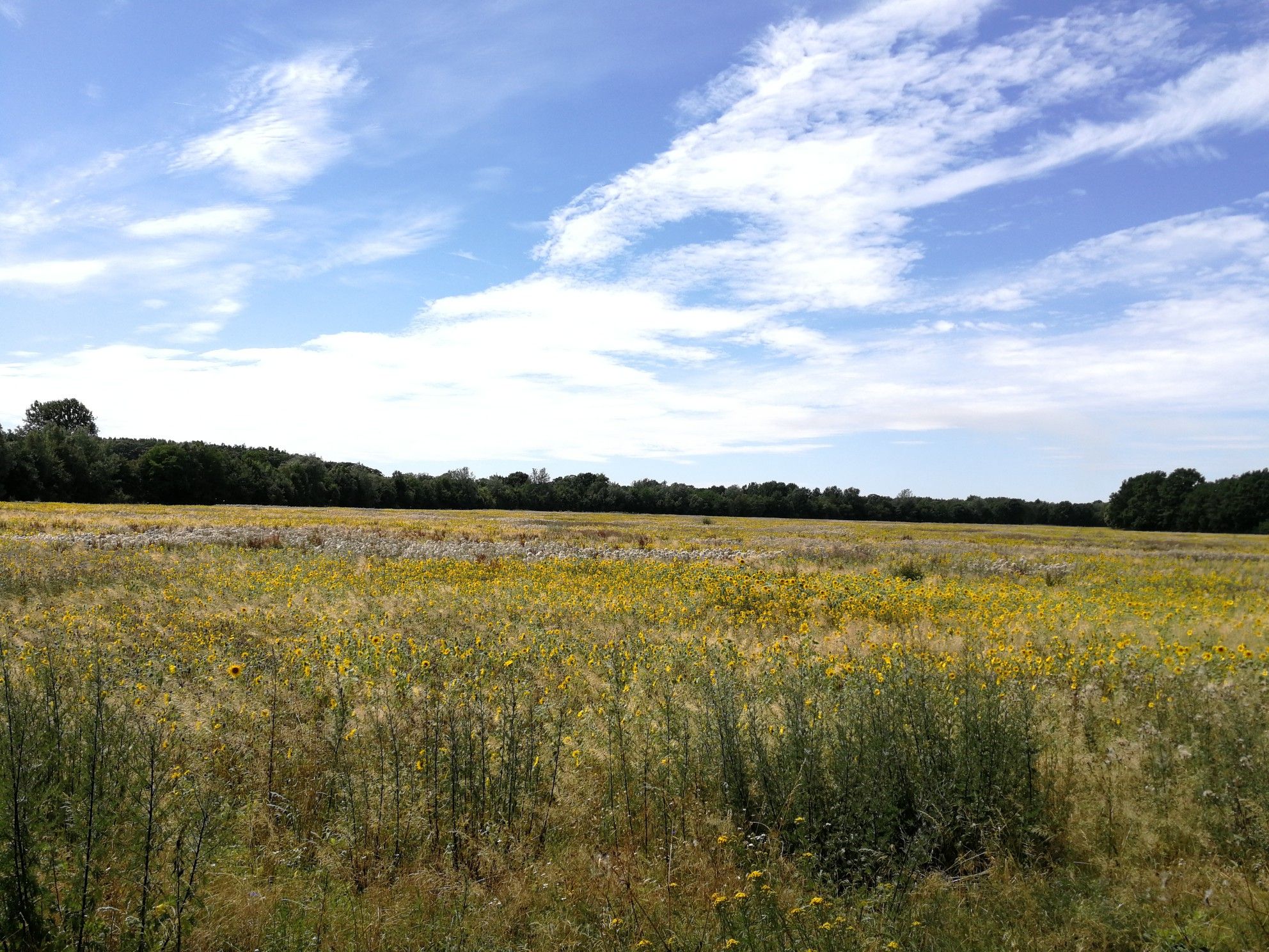 Mini Sonnenblumen 