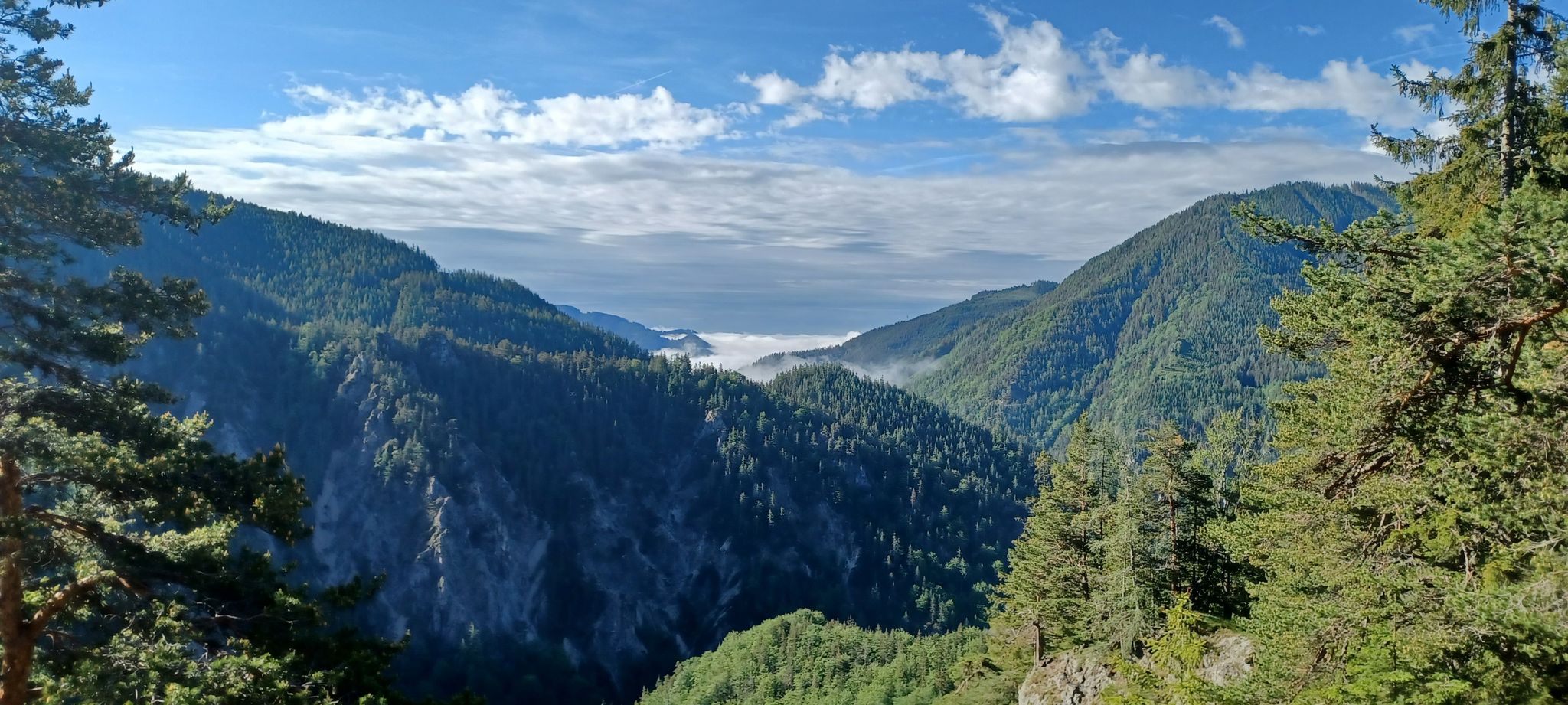 Nebel in der Fölz