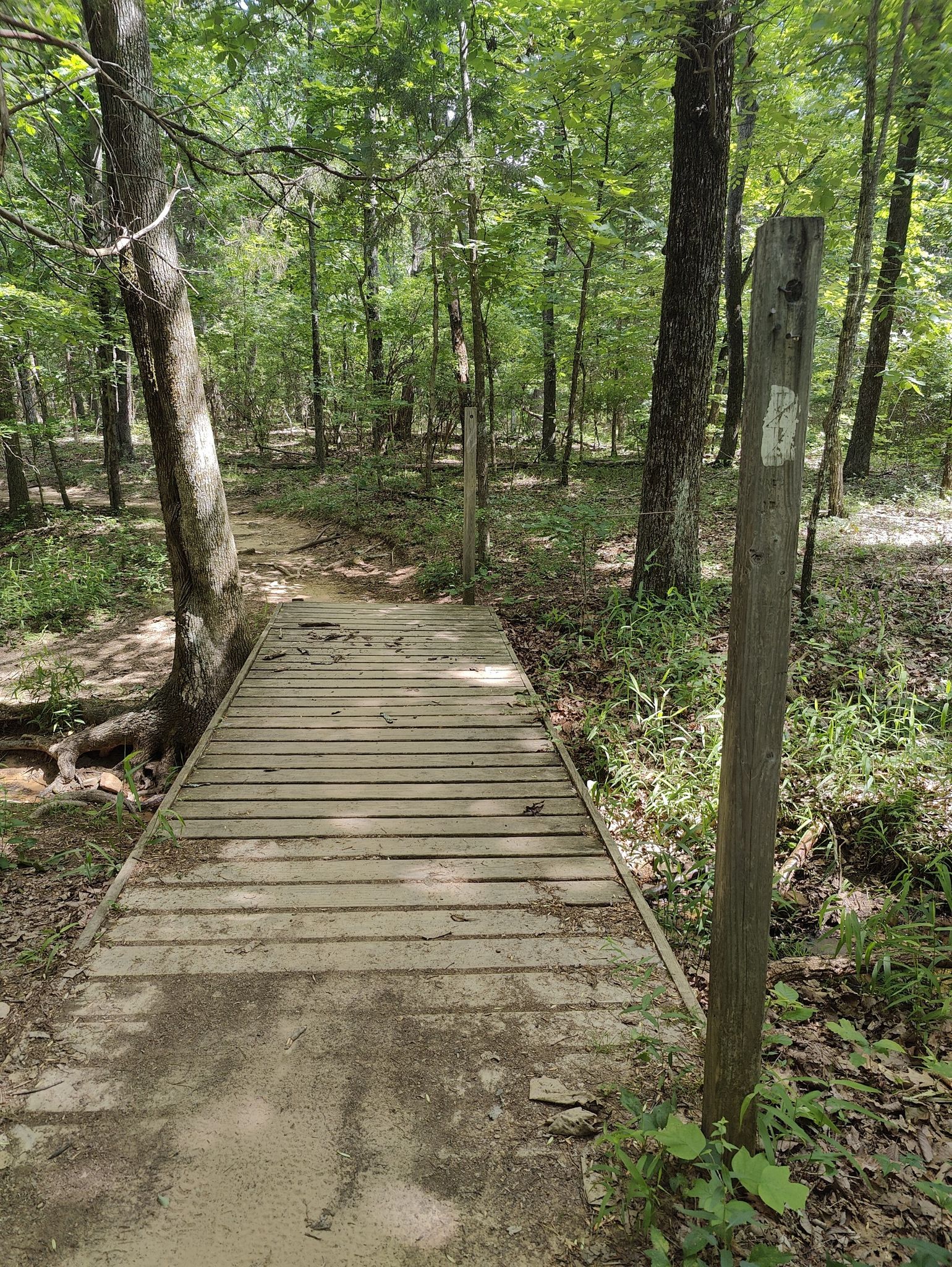 A wooden boardwalk leads into a sun-dappled, lush green forest with a trail marker. - Fire Tower Trail